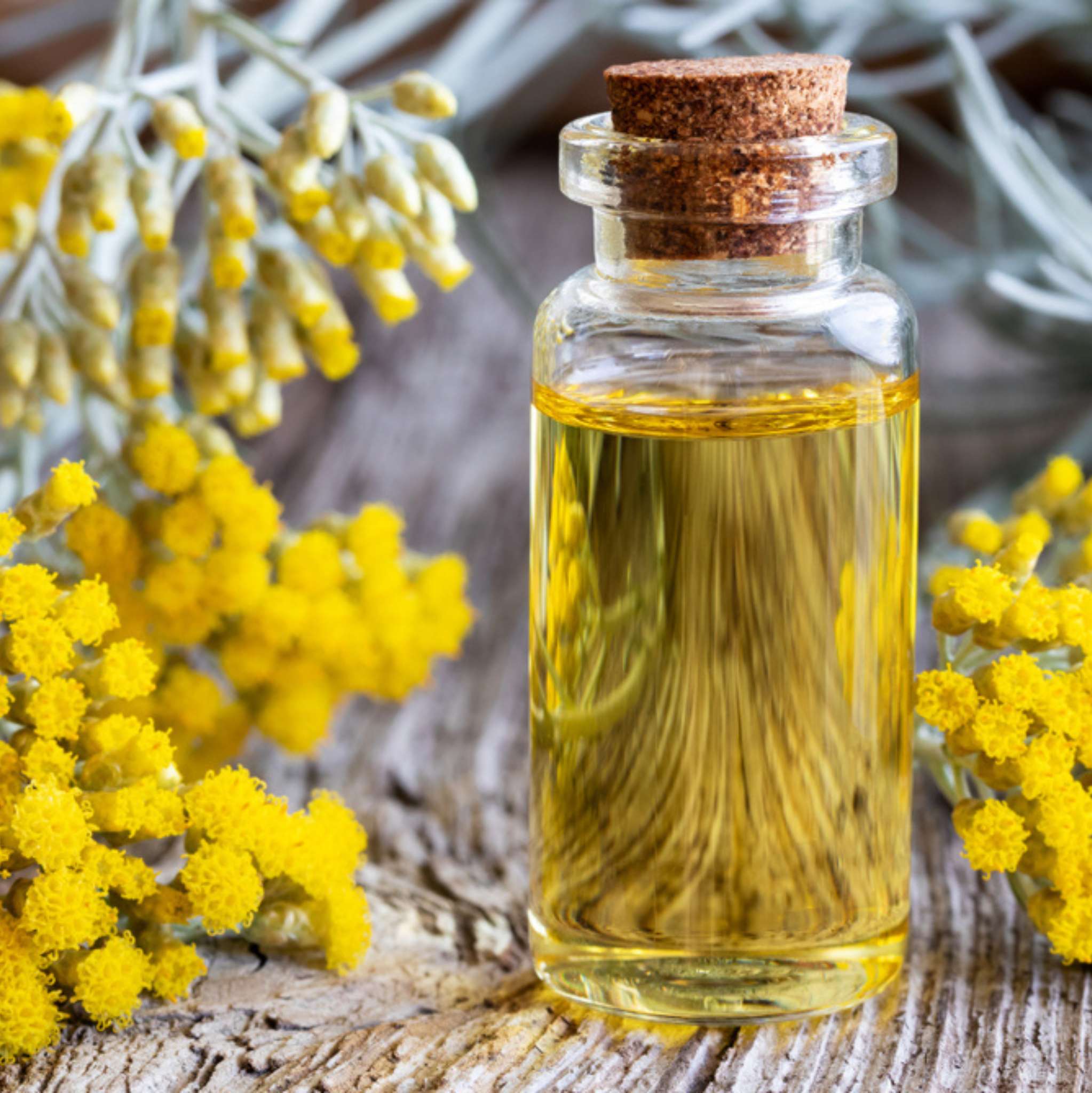 Immortelle *BIO 1 ml, ätherisches Öl