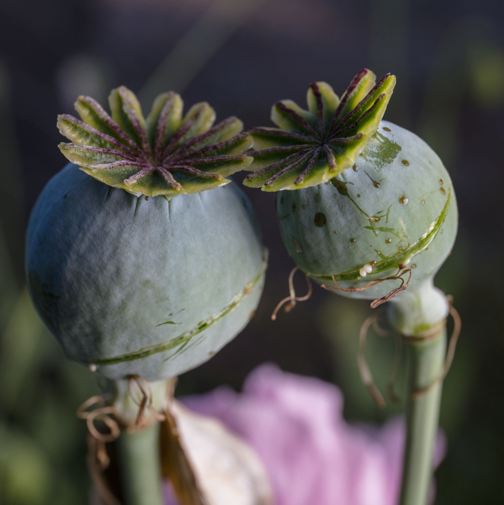 Black Opium kosmetisches Duftöl - Sonderedition!