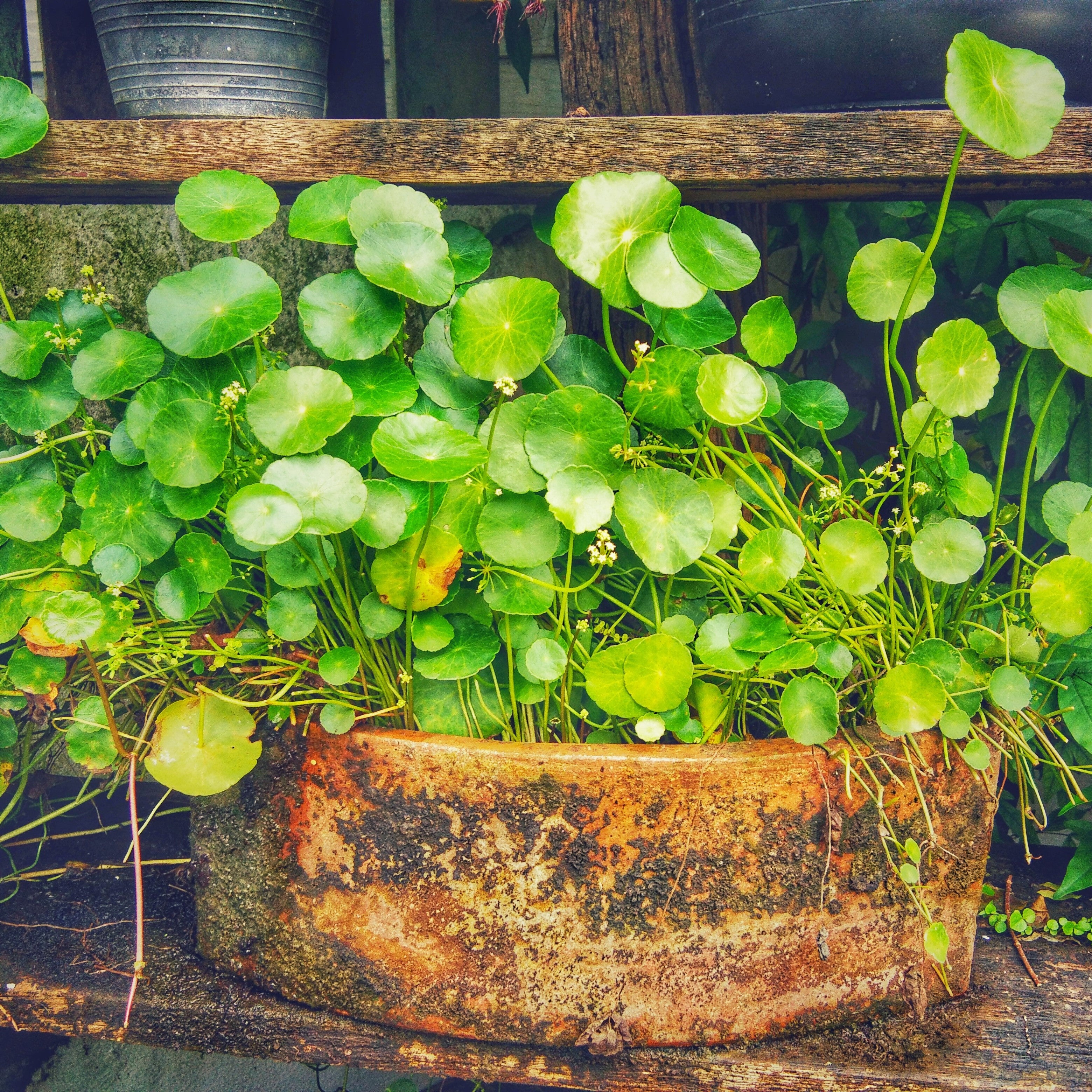 Centella Extrakt