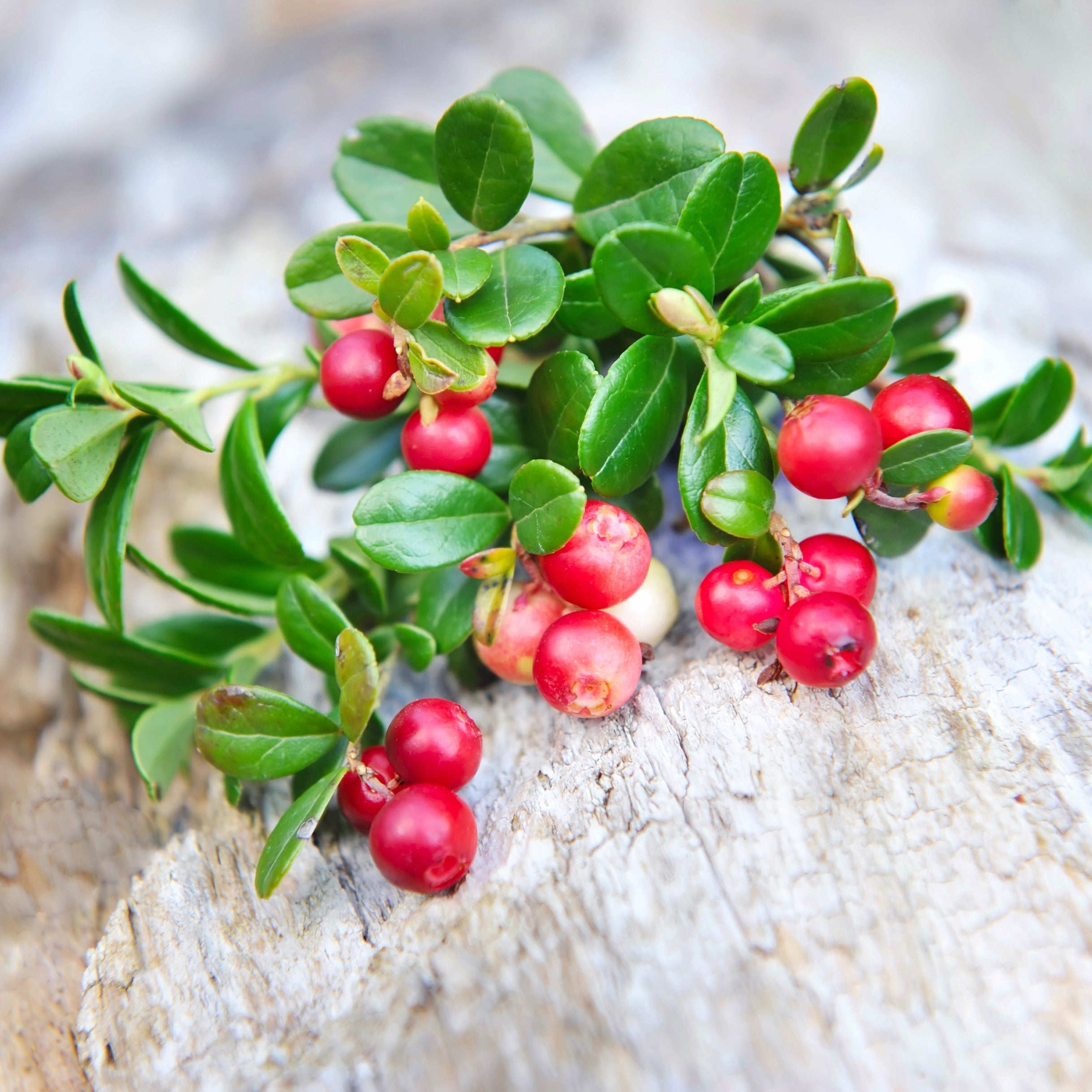 Cranberry Oil cold pressed