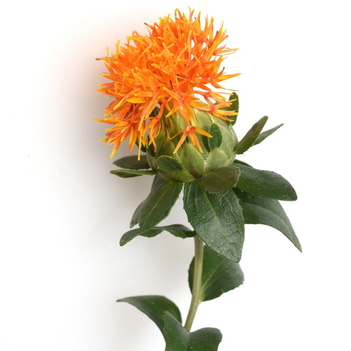 Safflower Oil cold pressed