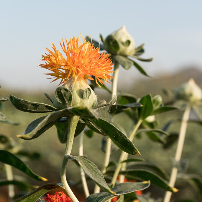 Safflower Oil cold pressed