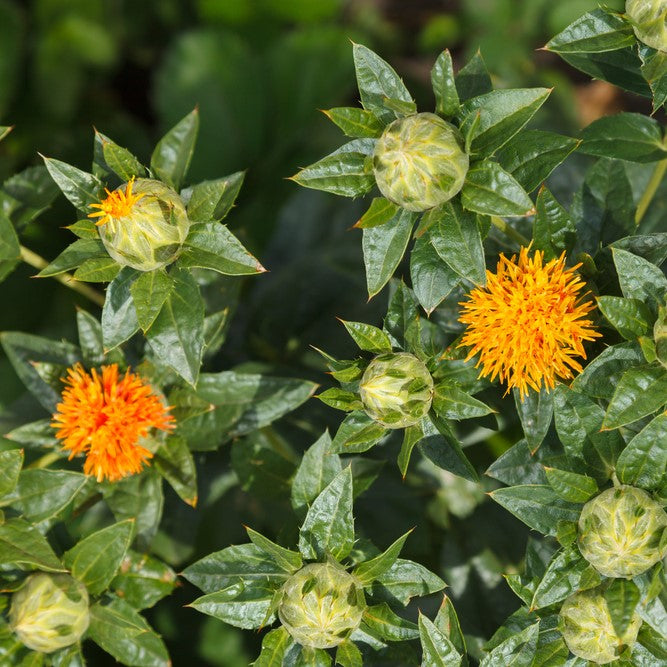 Safflower Oil cold pressed