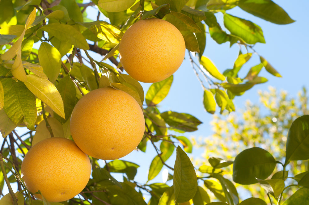 Grapefruit, ätherisches Öl