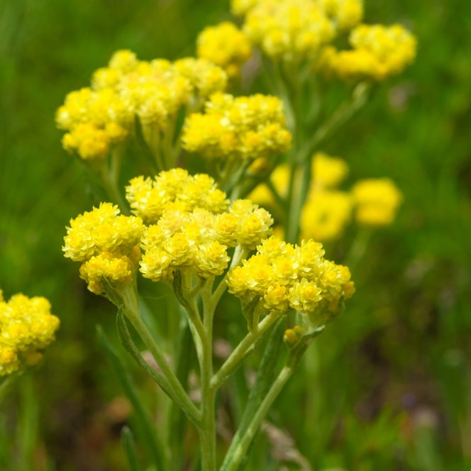 Immortellenhydrolat *BIO