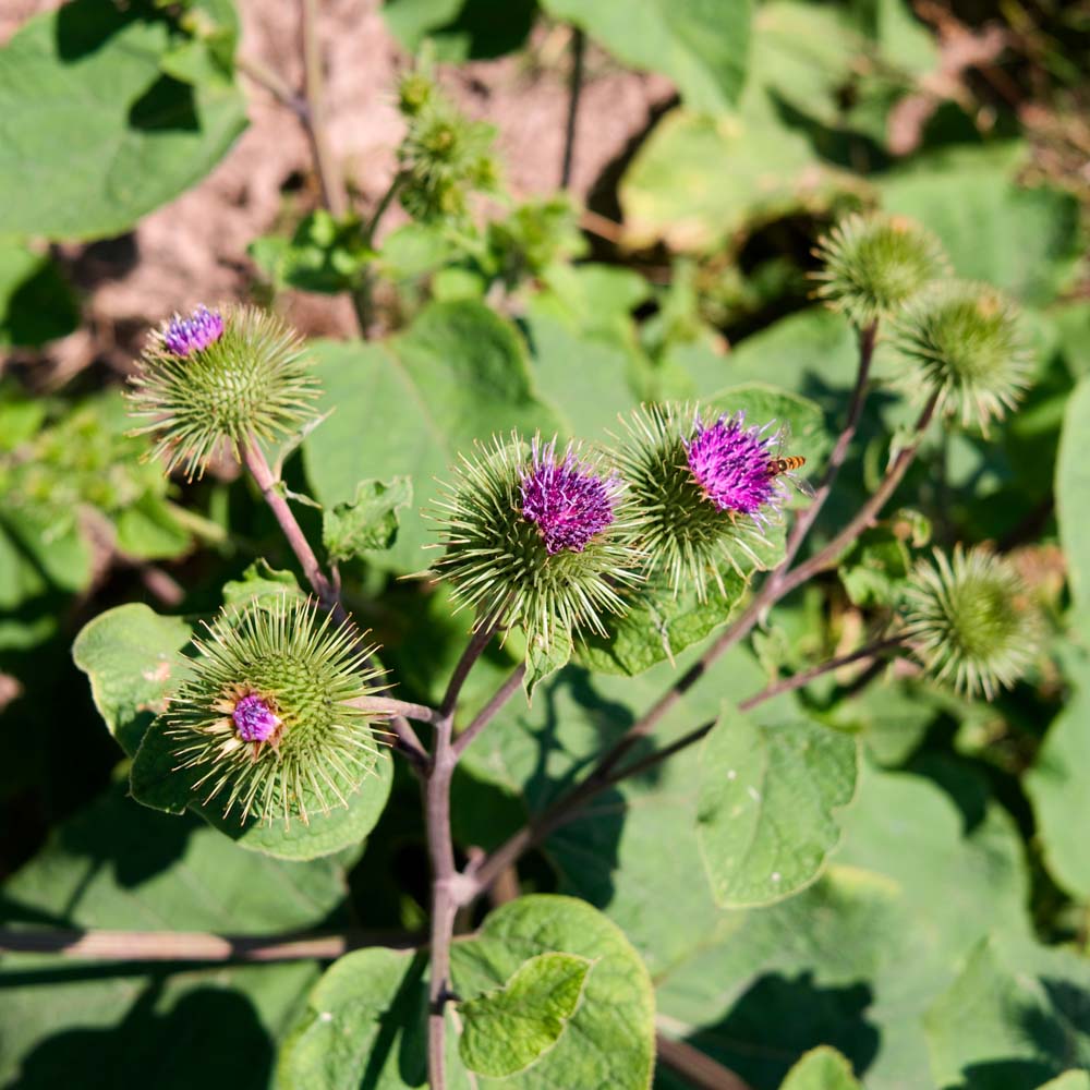 Klettenwurzelöl *BIO - Mazerat in Sonnenblumenöl