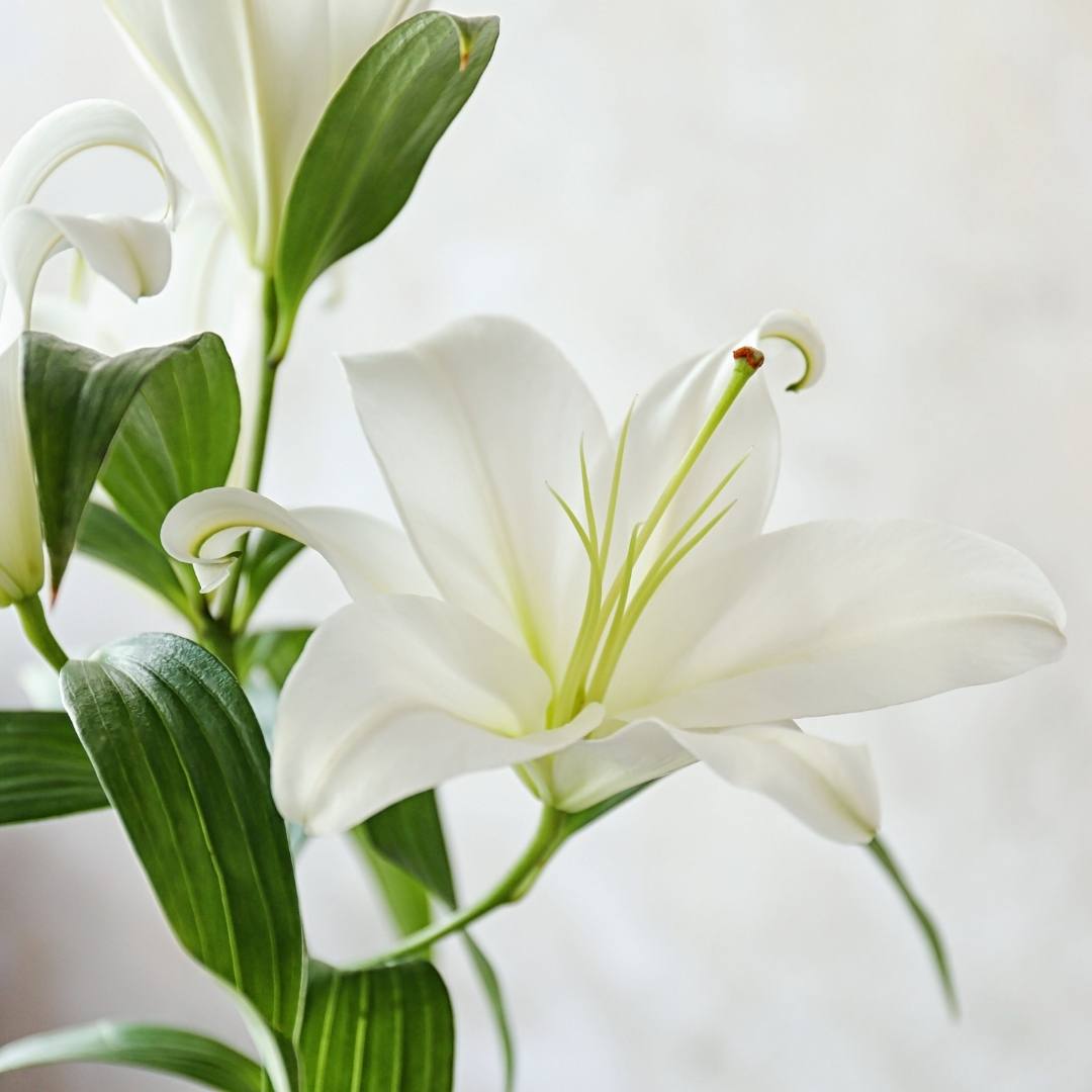Lilienöl - Mazerat in Sonnenblumenöl