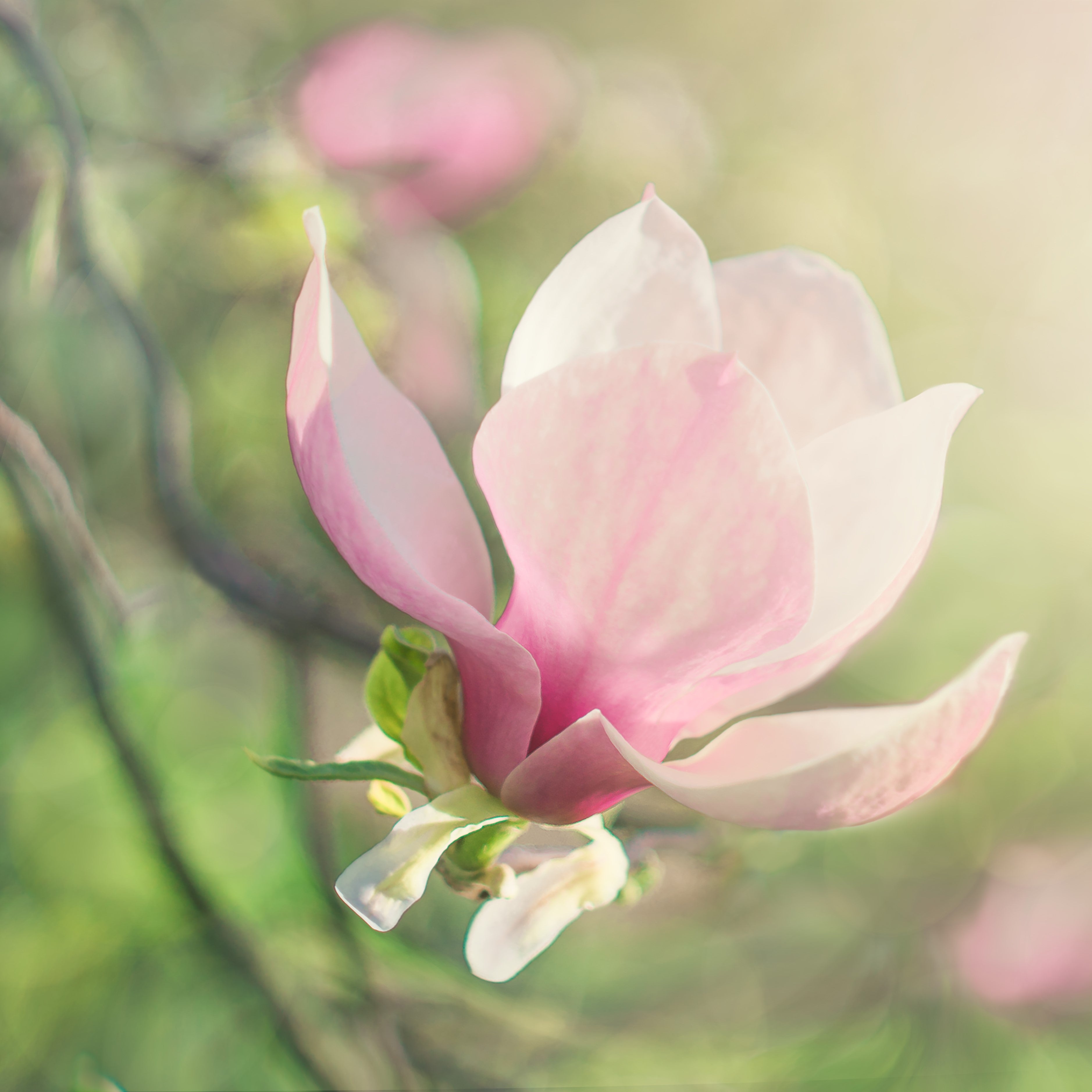 Magnolia Extrakt 98 %