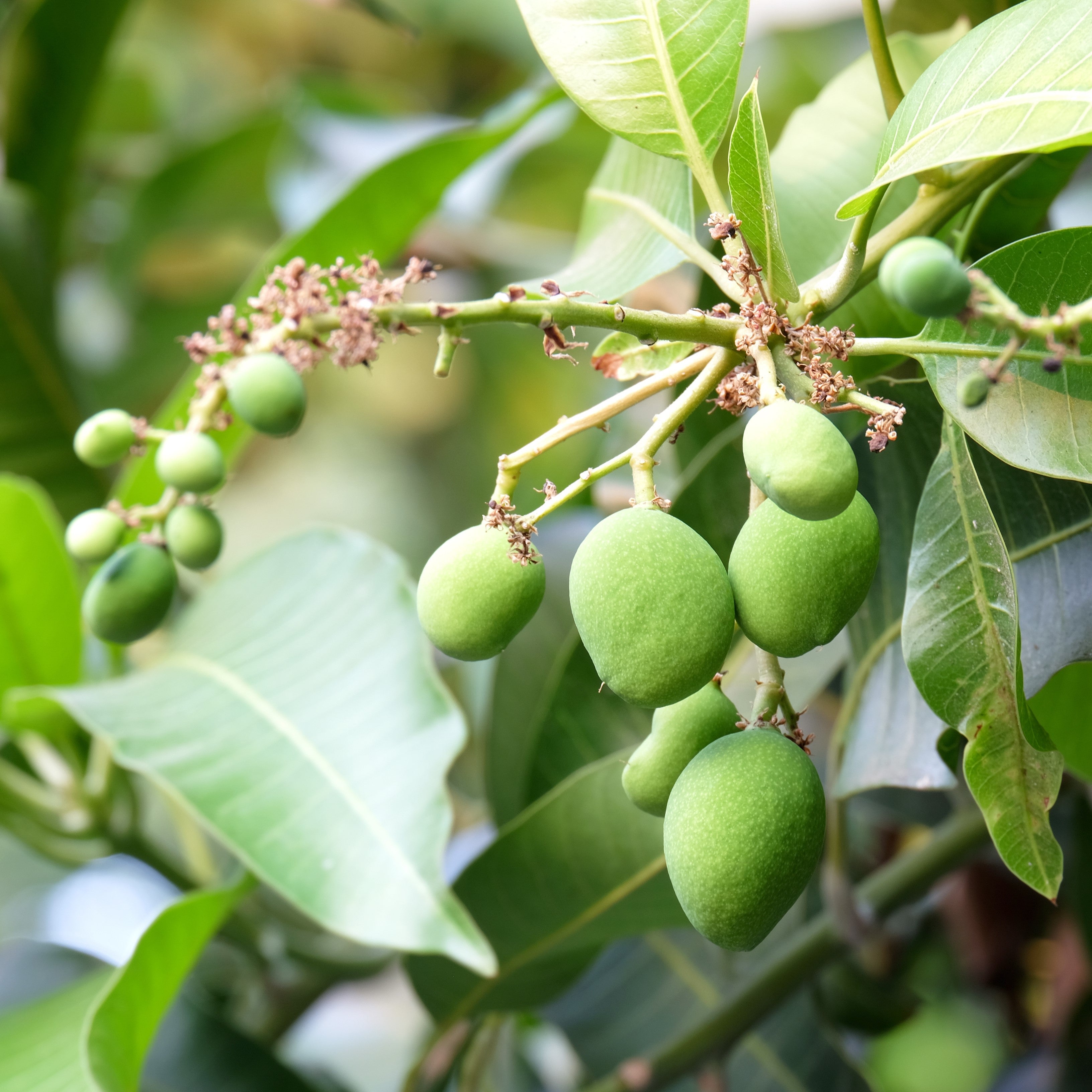 Mangobutter *BIO kalt gepresst, raffiniert