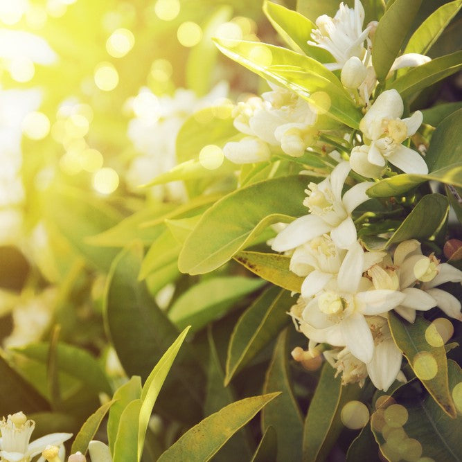 Neroli Hydrosol *BIO