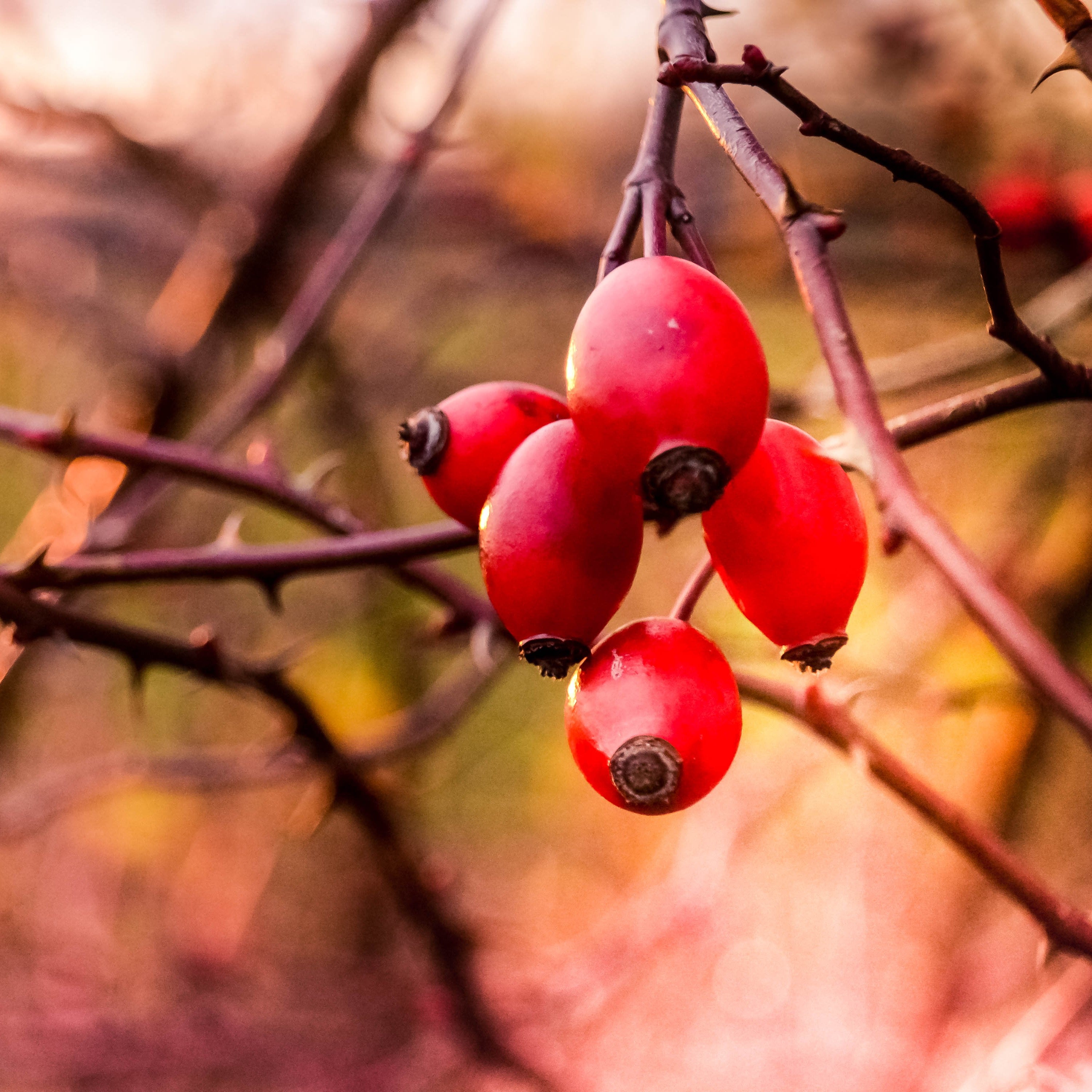 Rosehip Seed Oil expeller pressed, refined