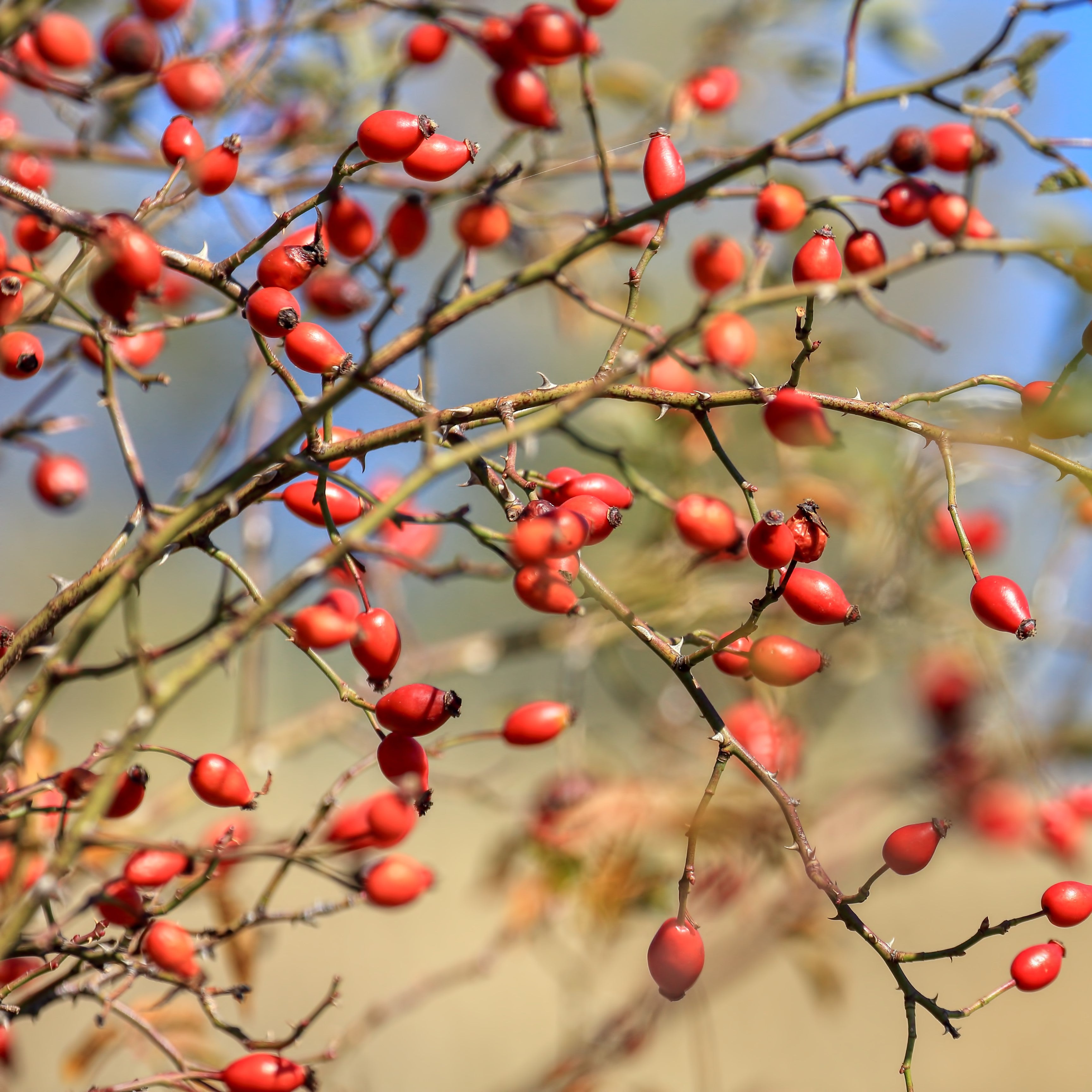 Rosehip Seed Oil expeller pressed, refined