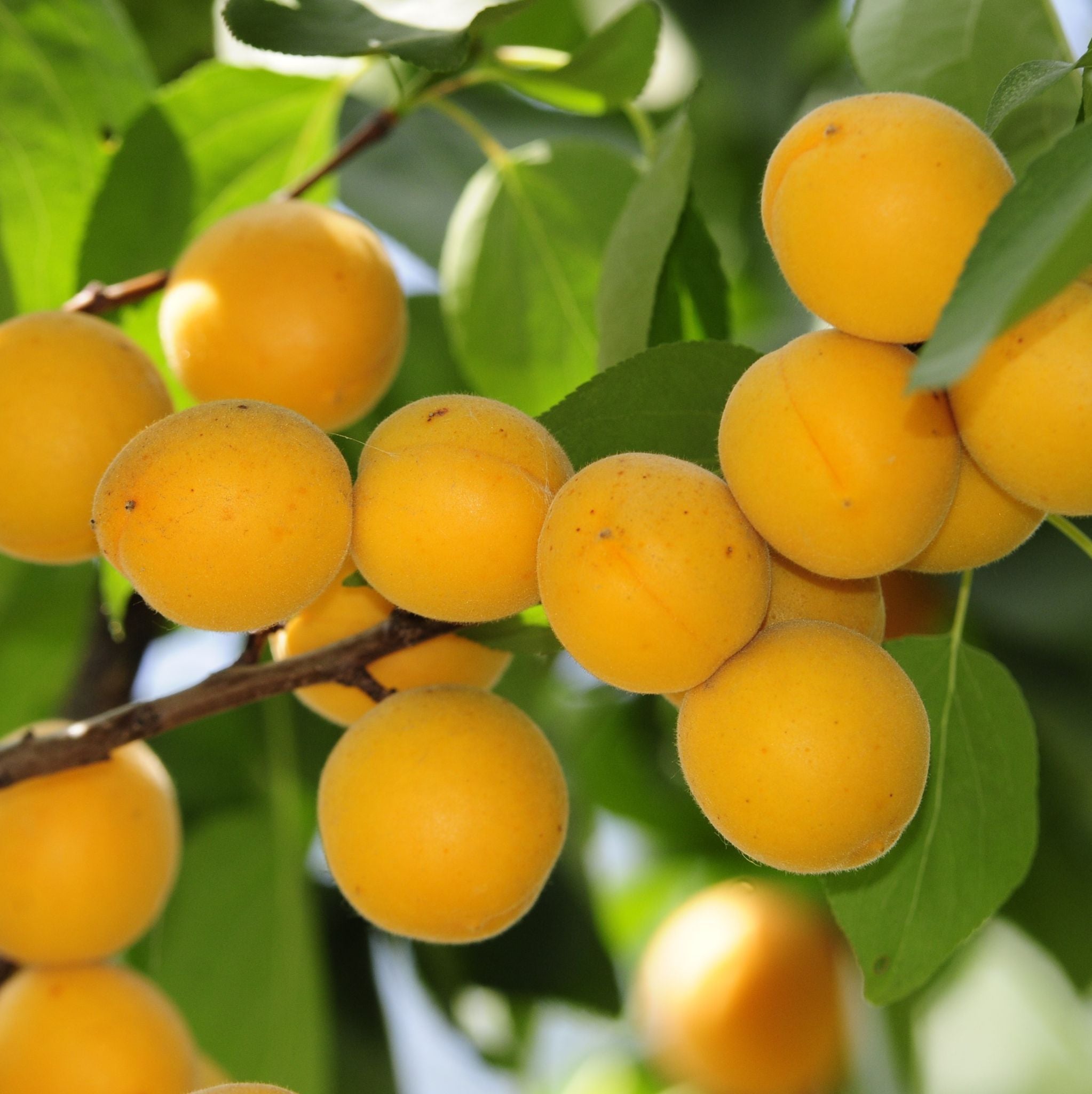 Apricot Kernel Oil Organic cold pressed