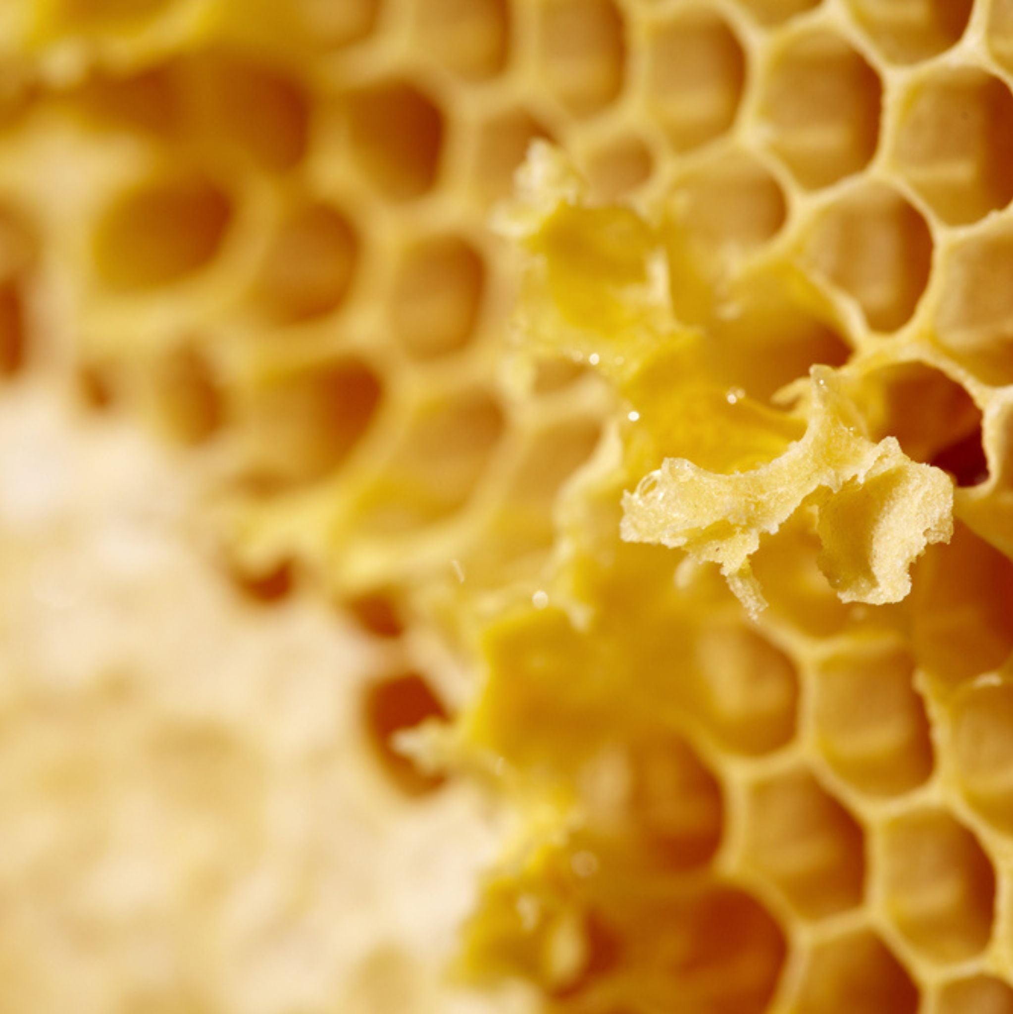 Bienenwachs kosmetisch