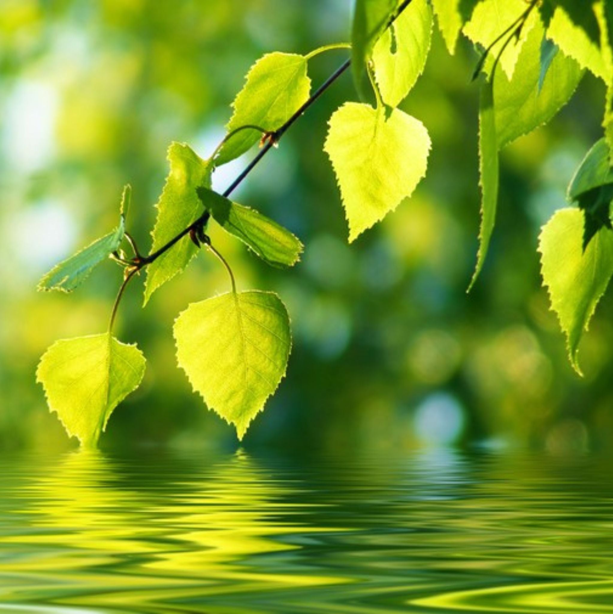 Birch Hydrosol Organic