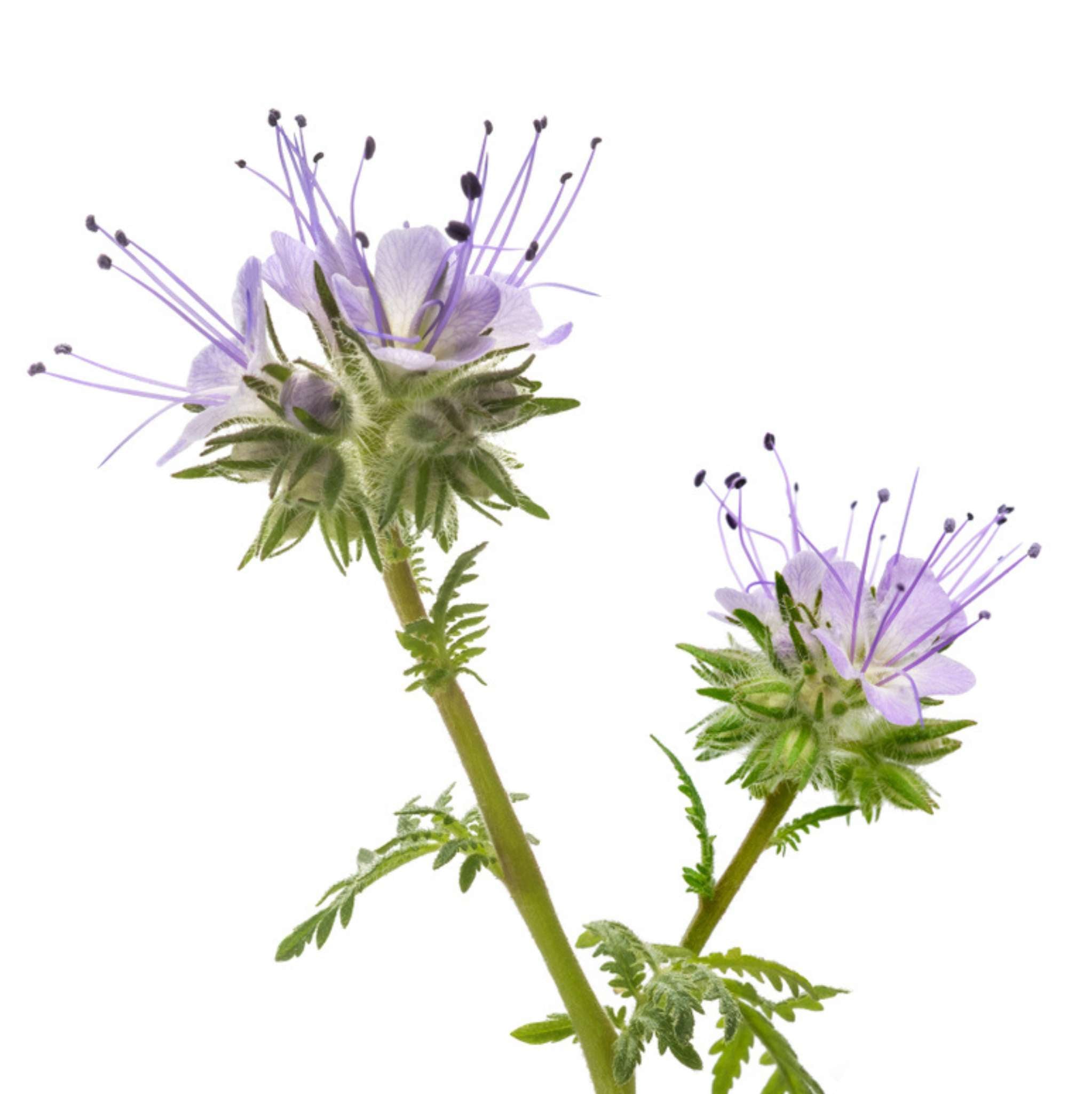 Blauer Rainfarn 10 ml, 3 % Dilution in Jojobaöl