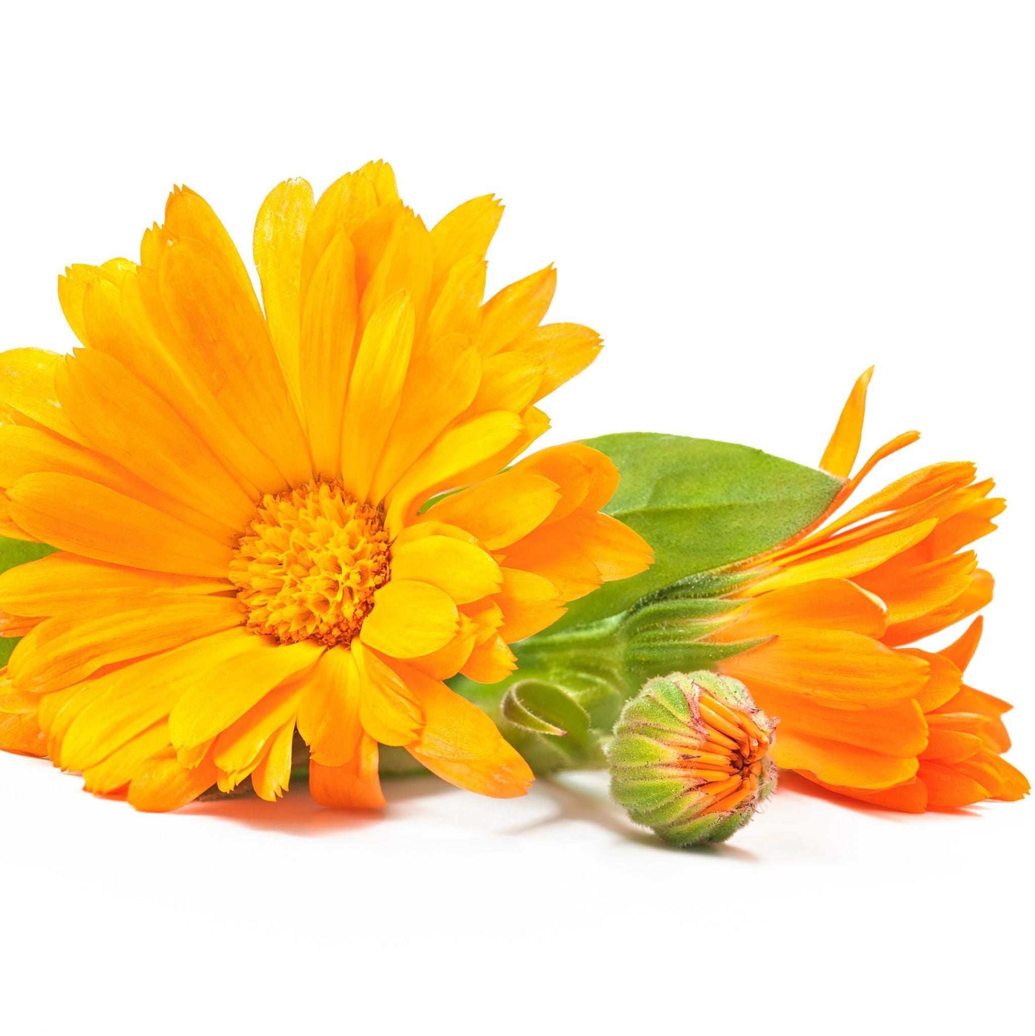 Calendula Oil Organic Macerate