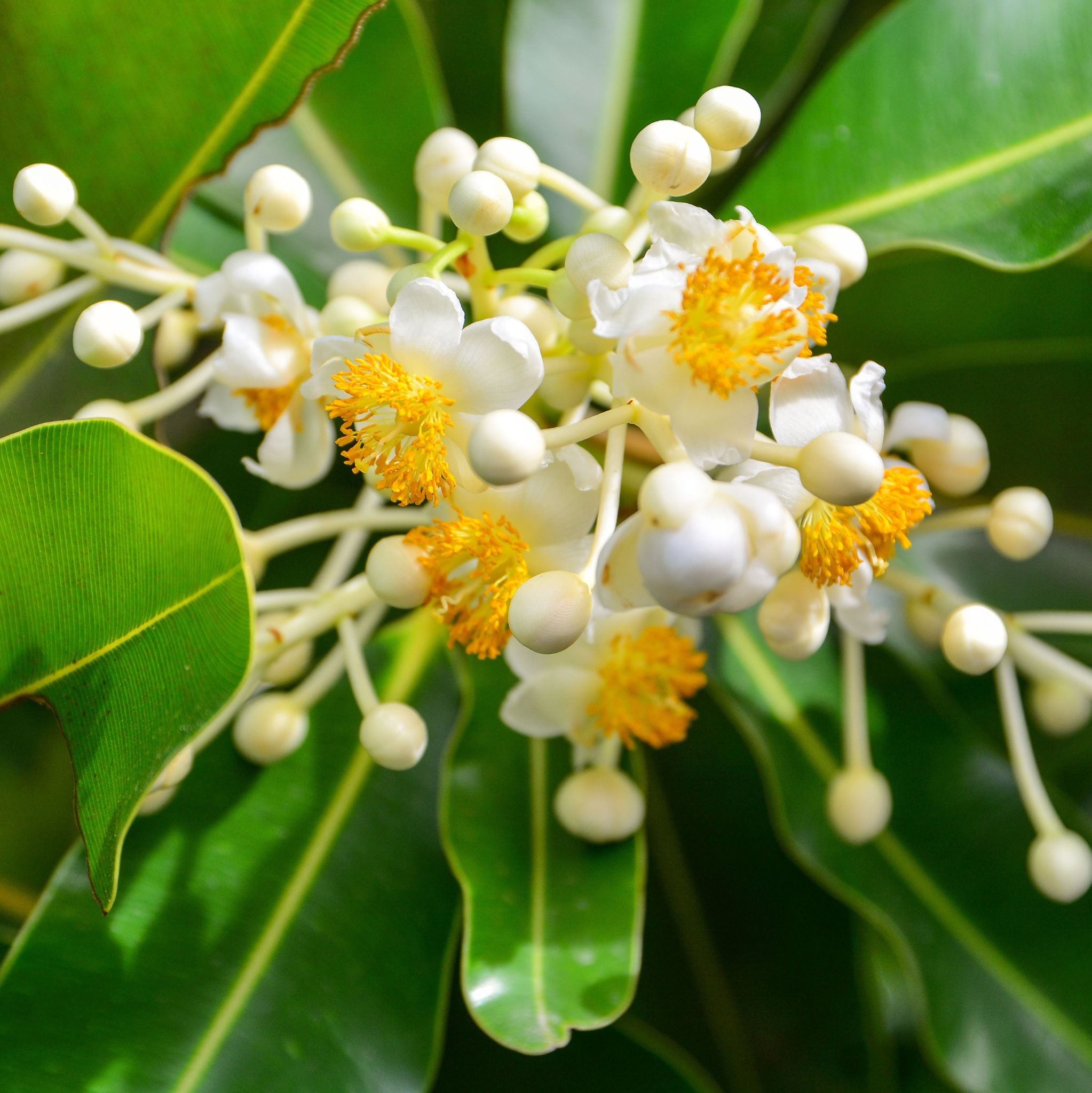 Calophyllum Oil cold pressed