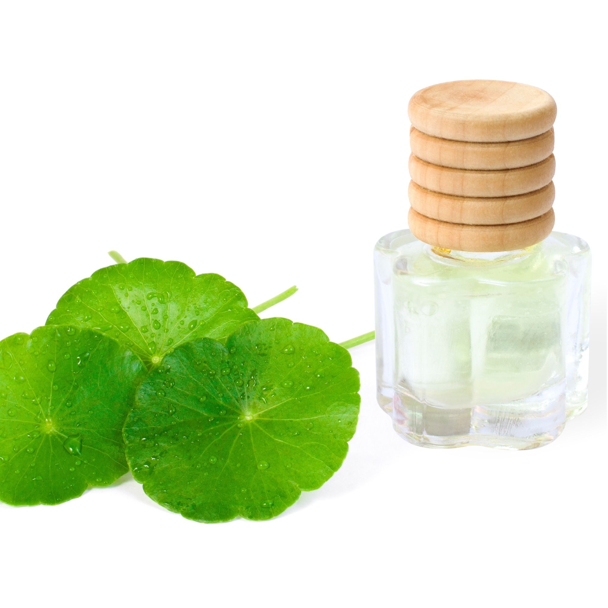 Centella Oil Macerate