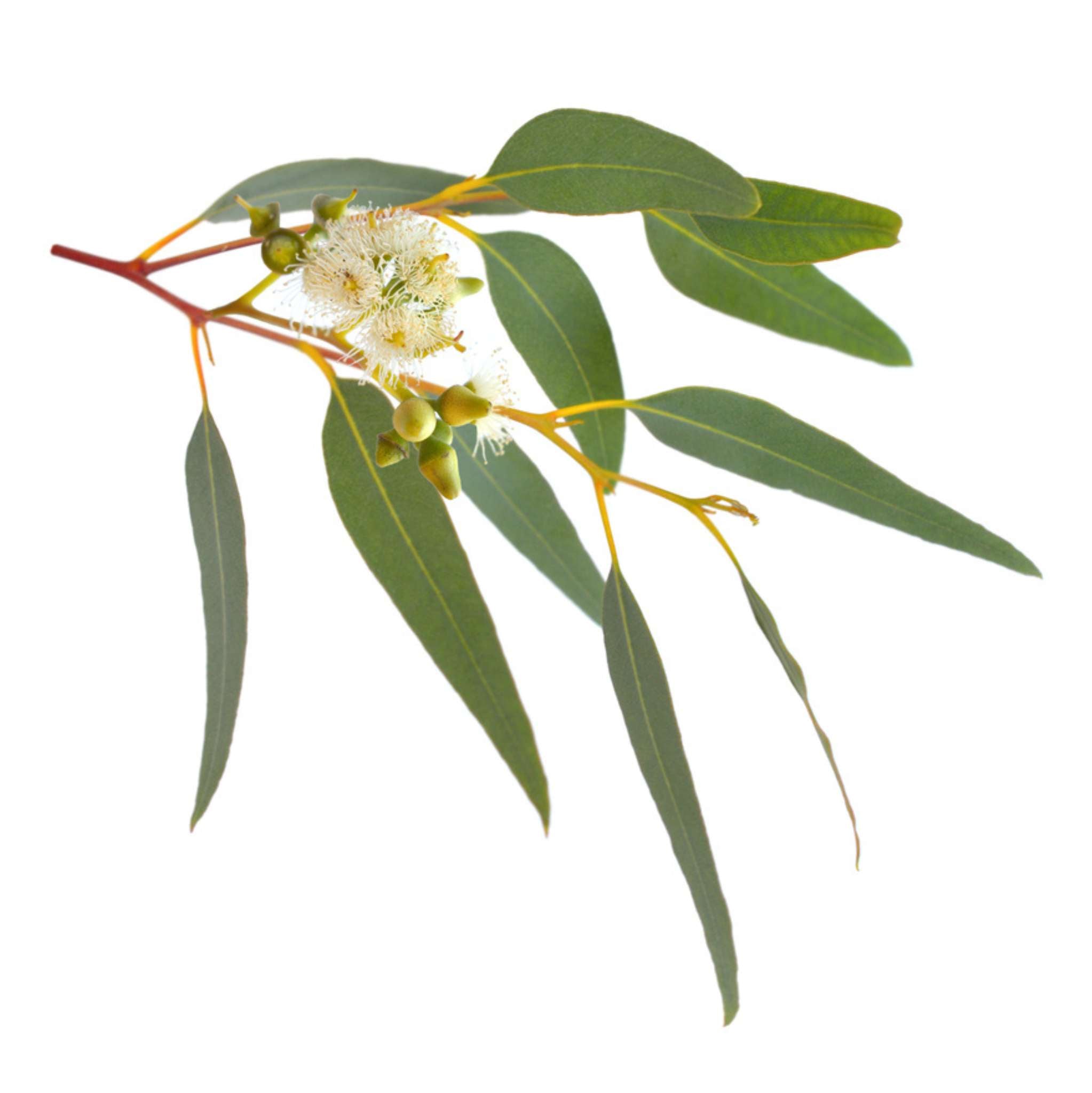 Eucalyptus Australiana Essential Oil Organic