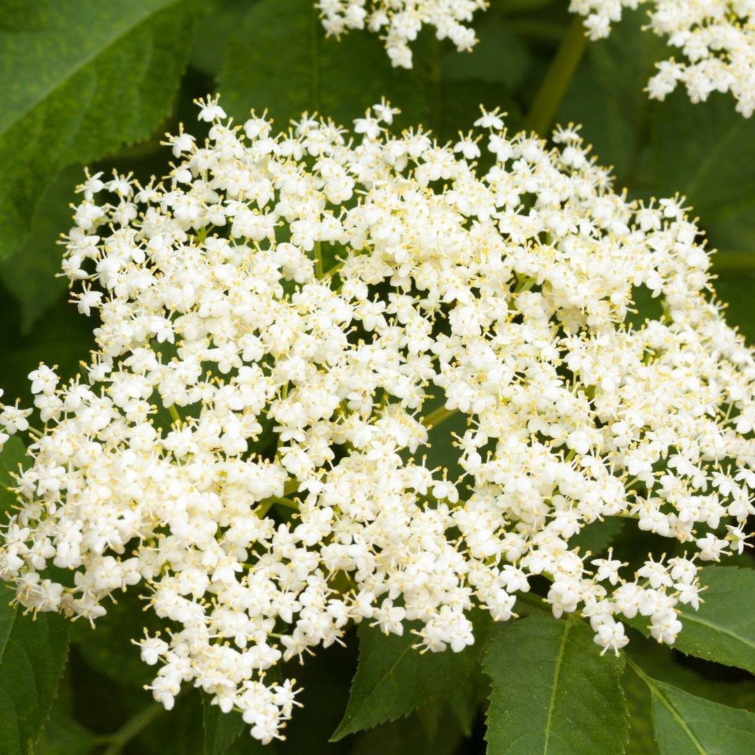 Holunderhydrolat *BIO - aus Österreich