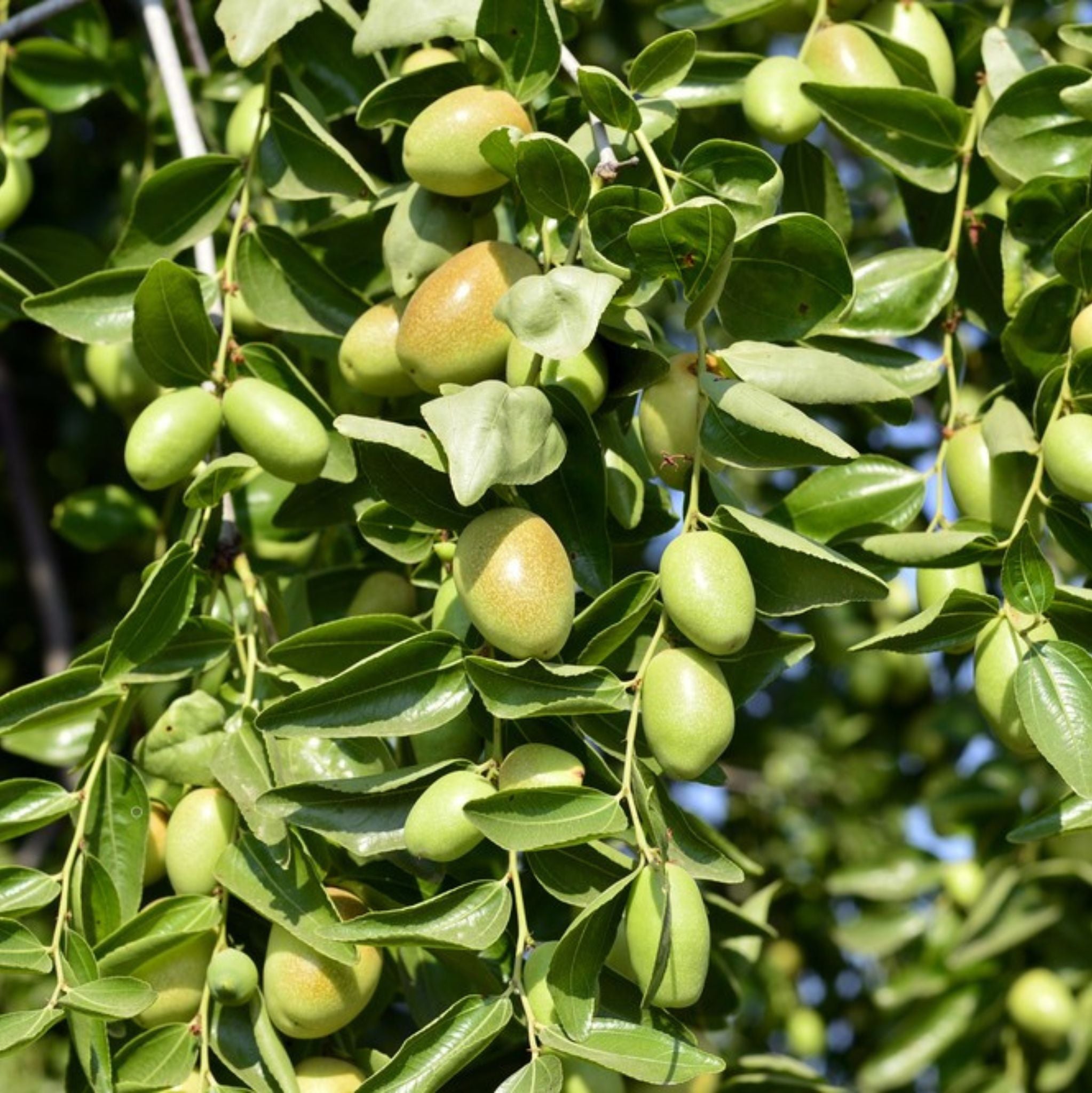 Jojoba Oil cold pressed