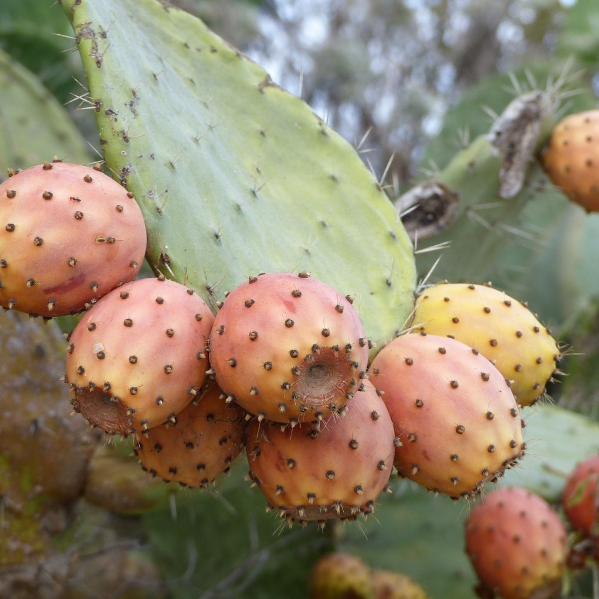 Prickly Pear Oil cold pressed