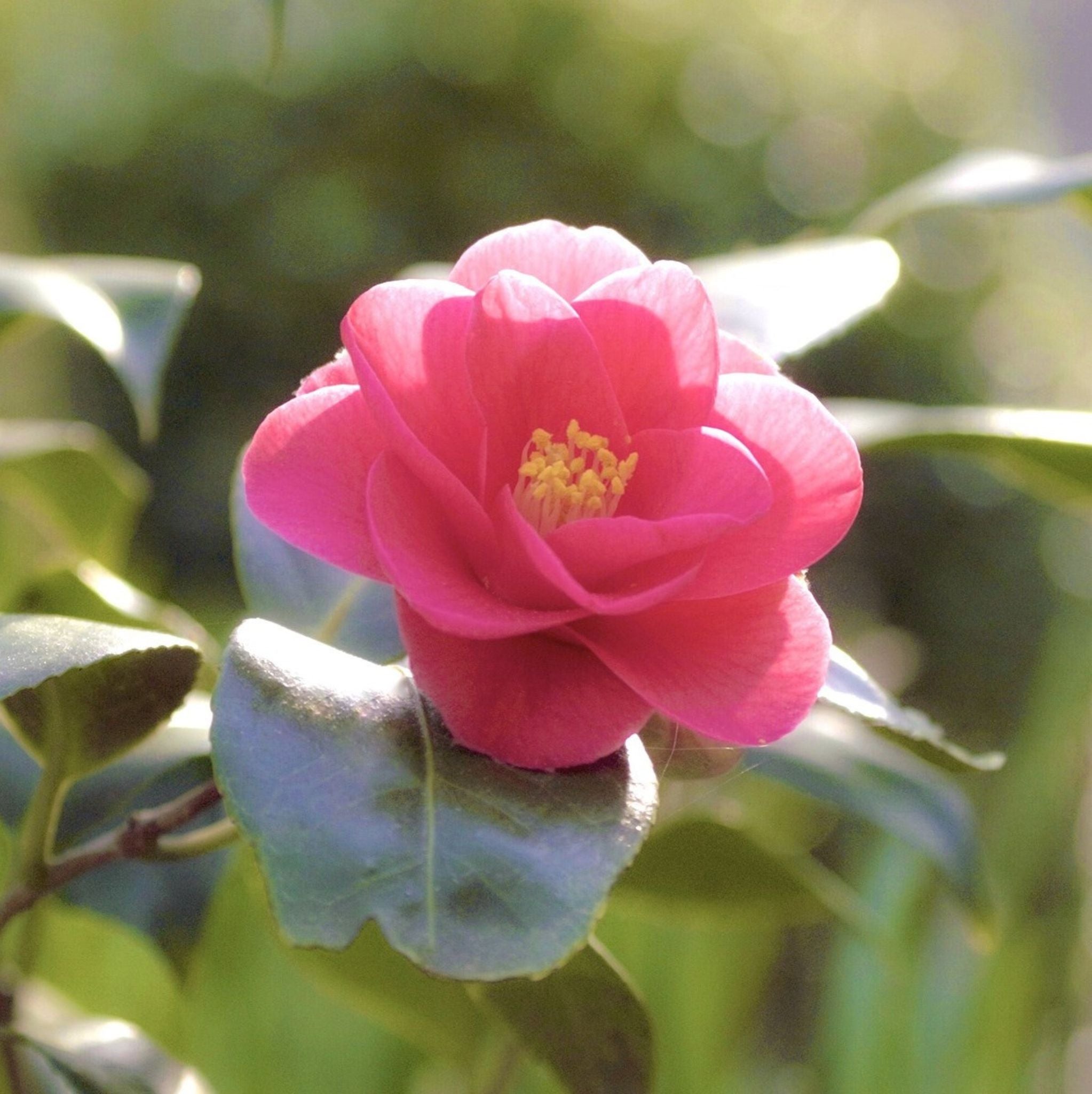 Camellia Tea Oil cold pressed