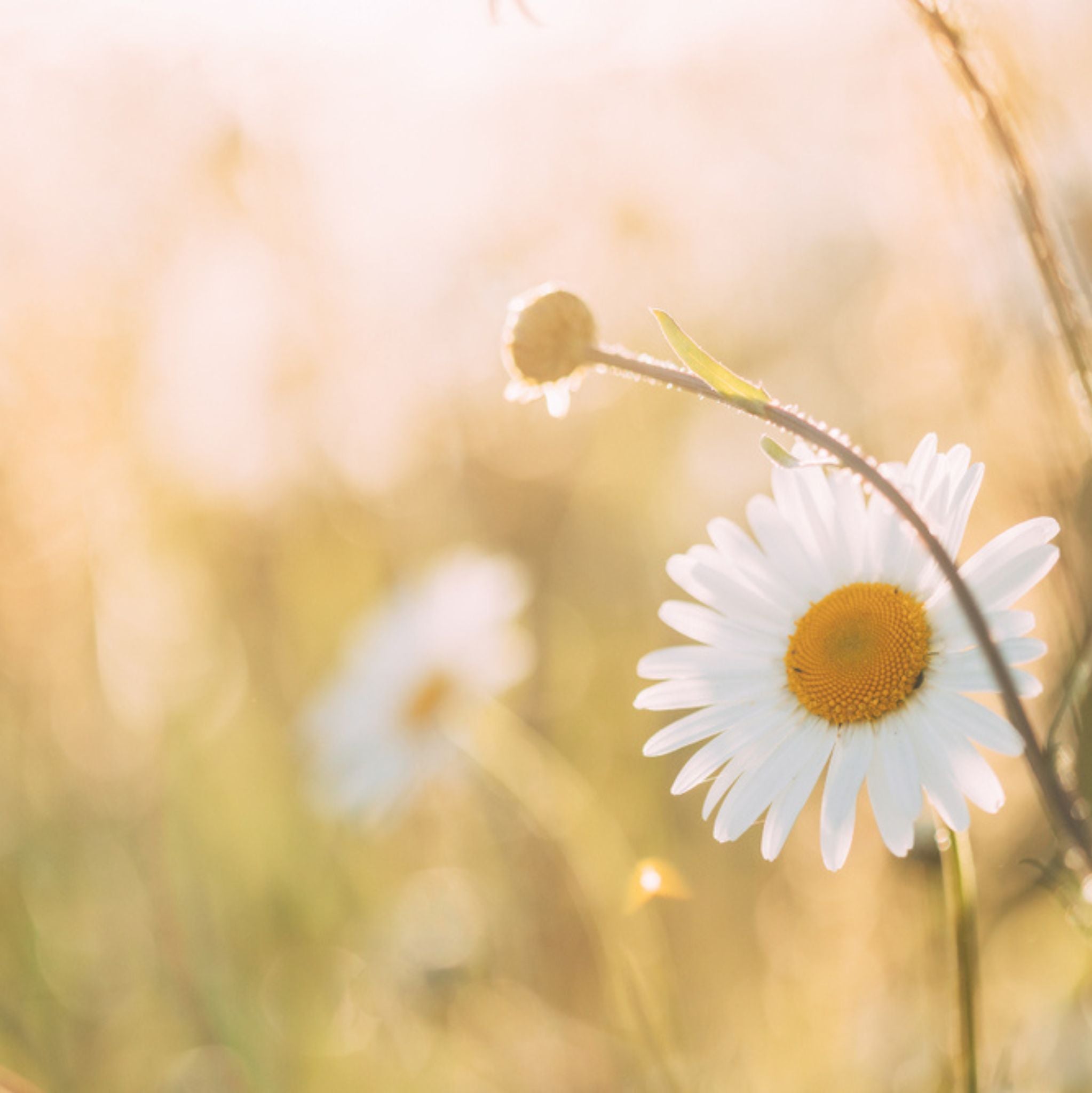 Chamomile Blue Organic Essential Oil