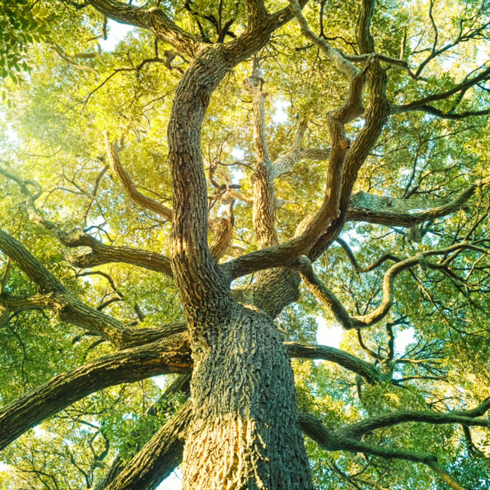 Camphor Essential Oil