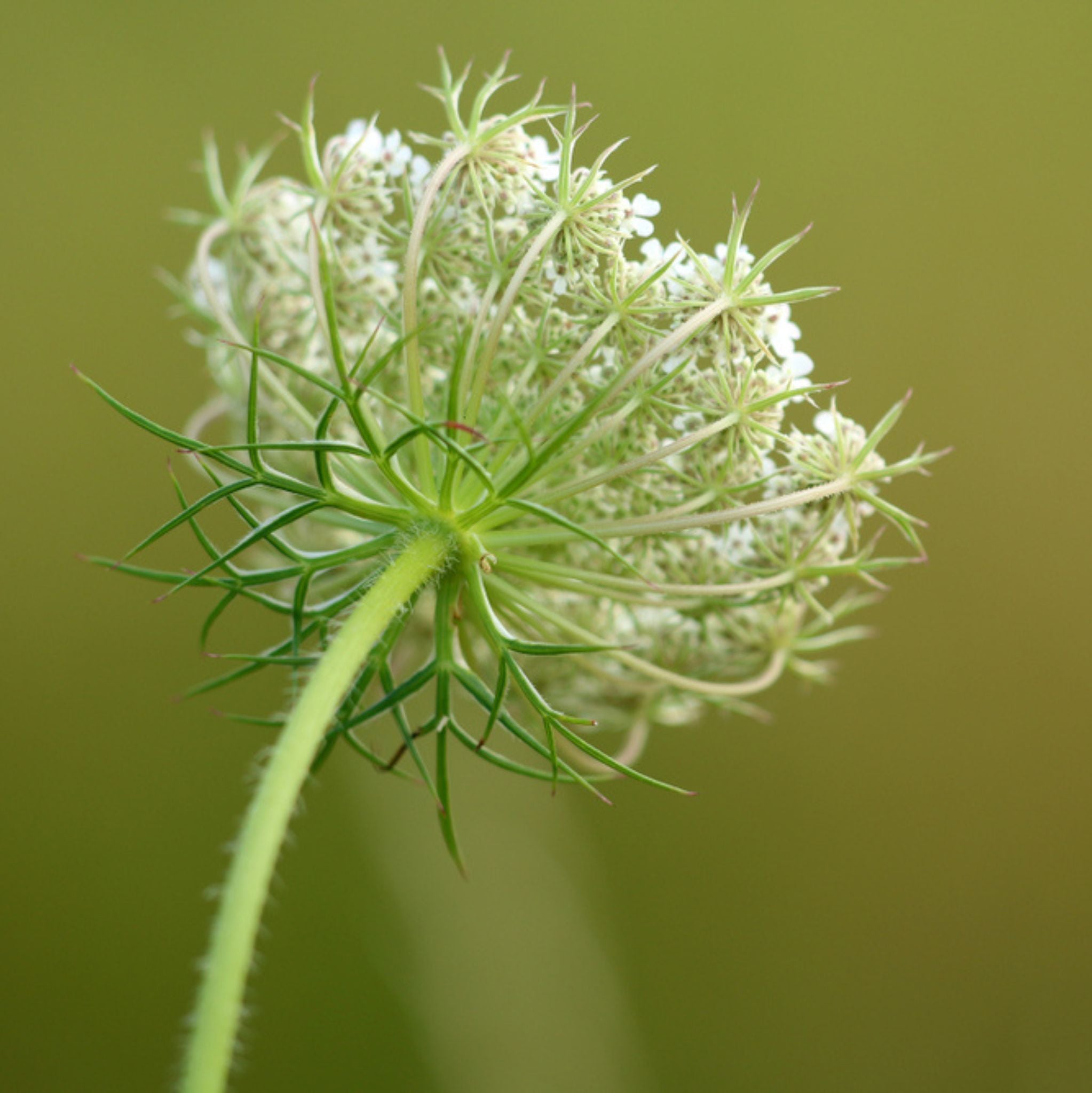 Carrot Seed Essential Oil