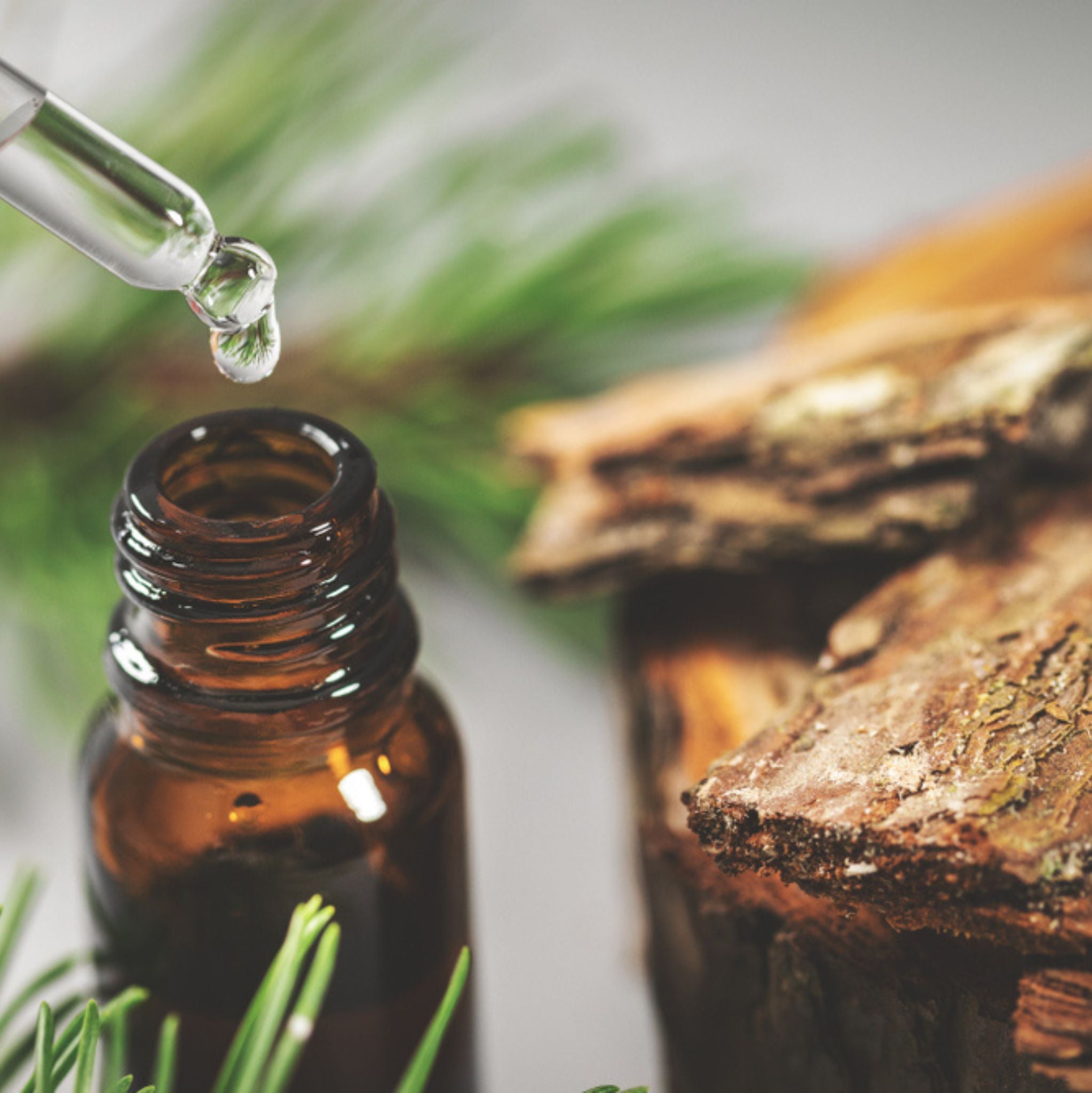 Mountain Pine Organic Essential Oil