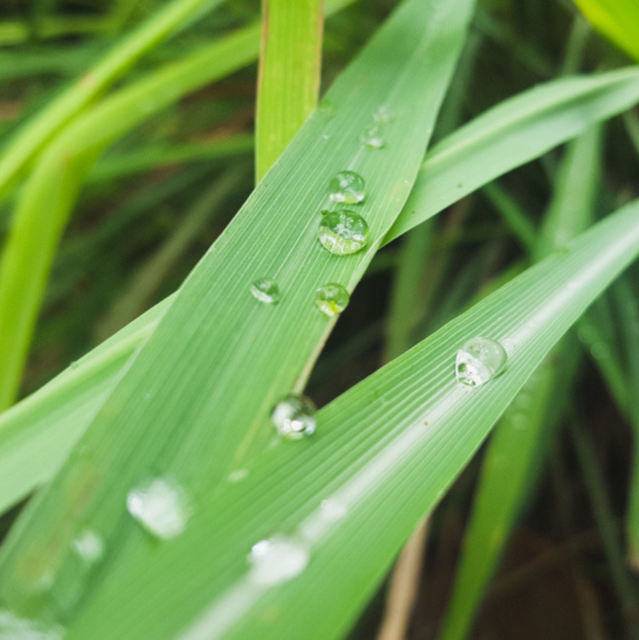 Citral Essential Oil