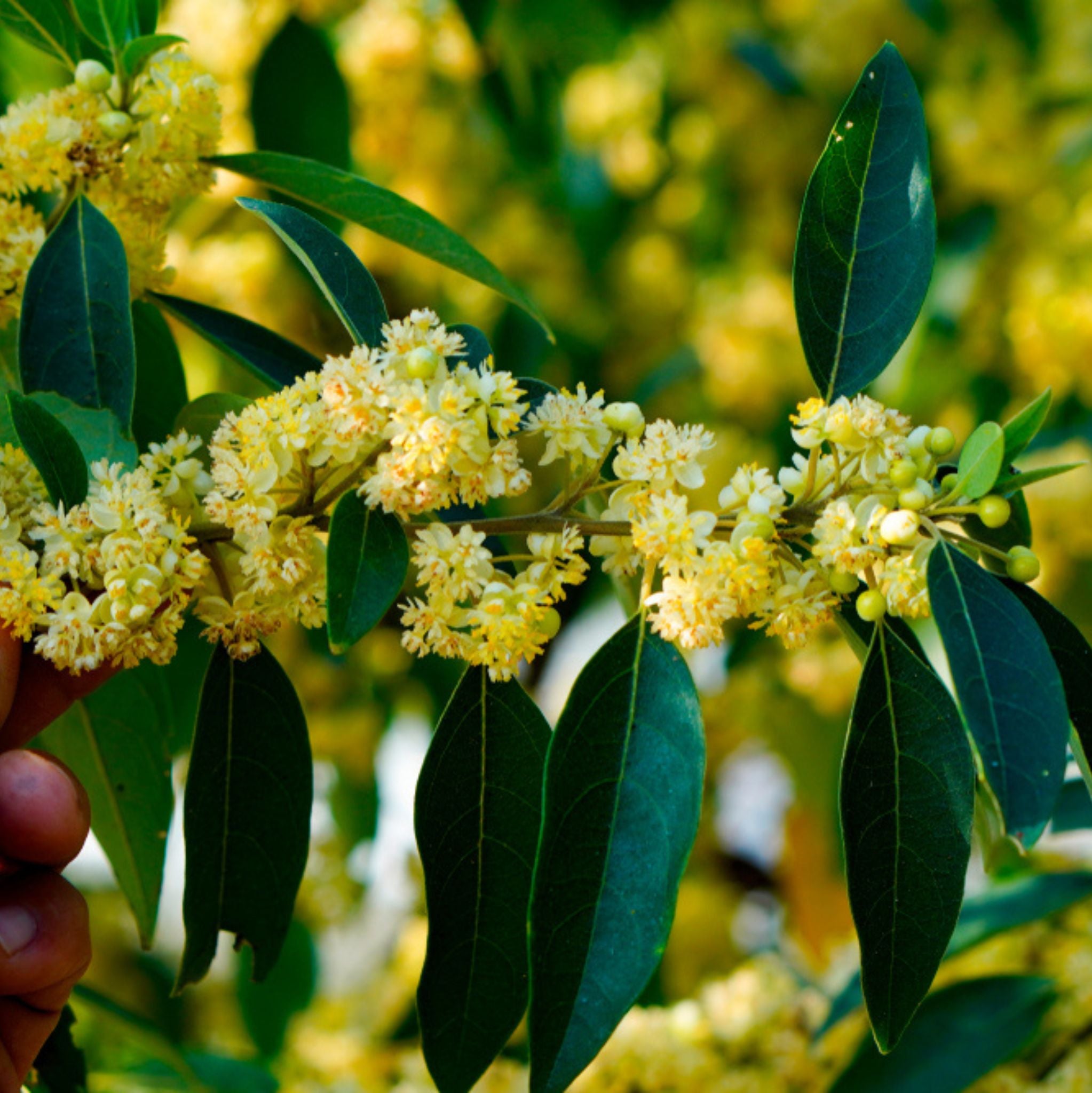 Litsea Cubeba *BIO 10 ml, ätherisches Öl