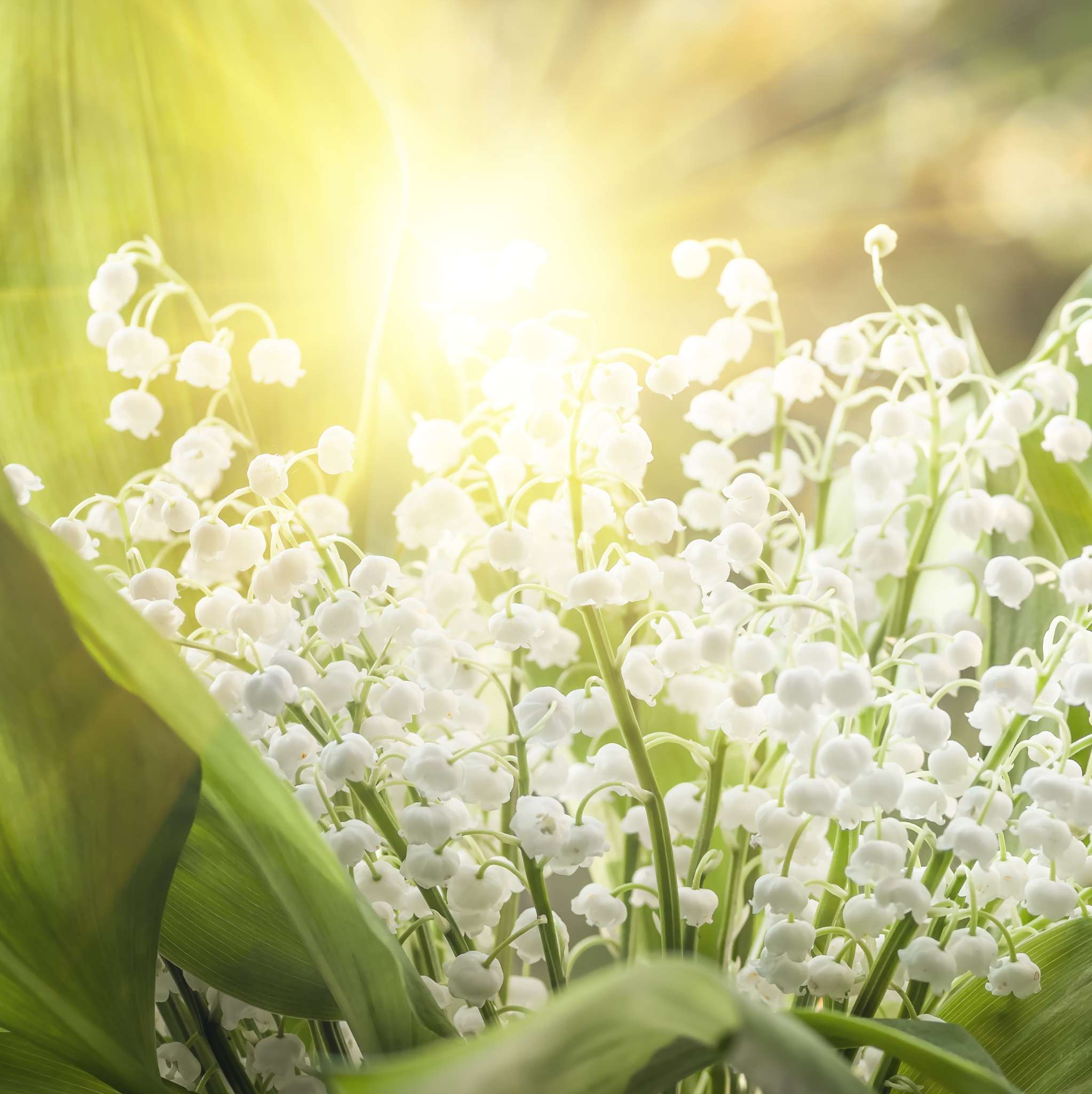 Lily of the Valley Fragrance Oil