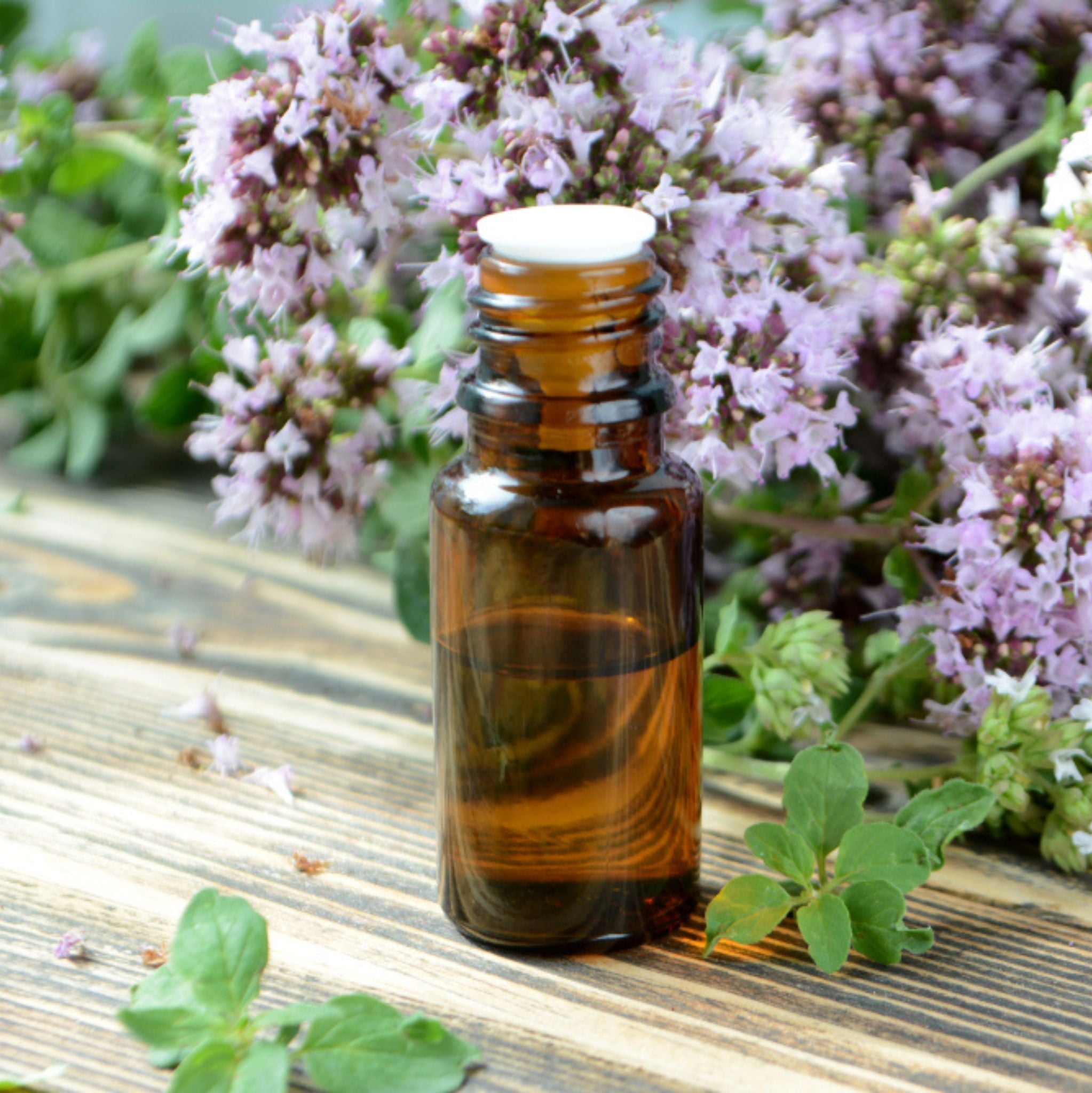 Majoran 10 ml, ätherisches Öl