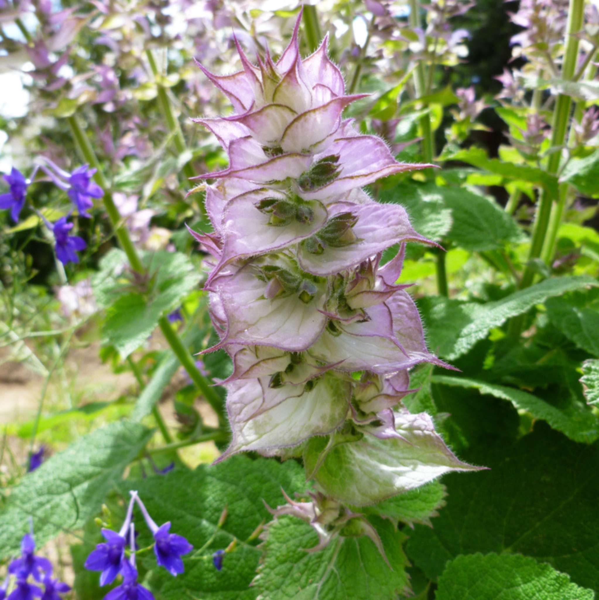 Clear Skin Essential Oil Blend