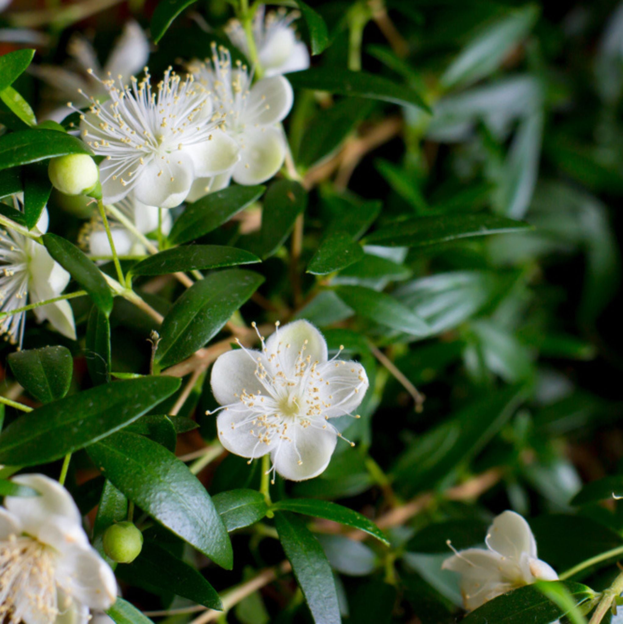 Myrtle Essential Oil