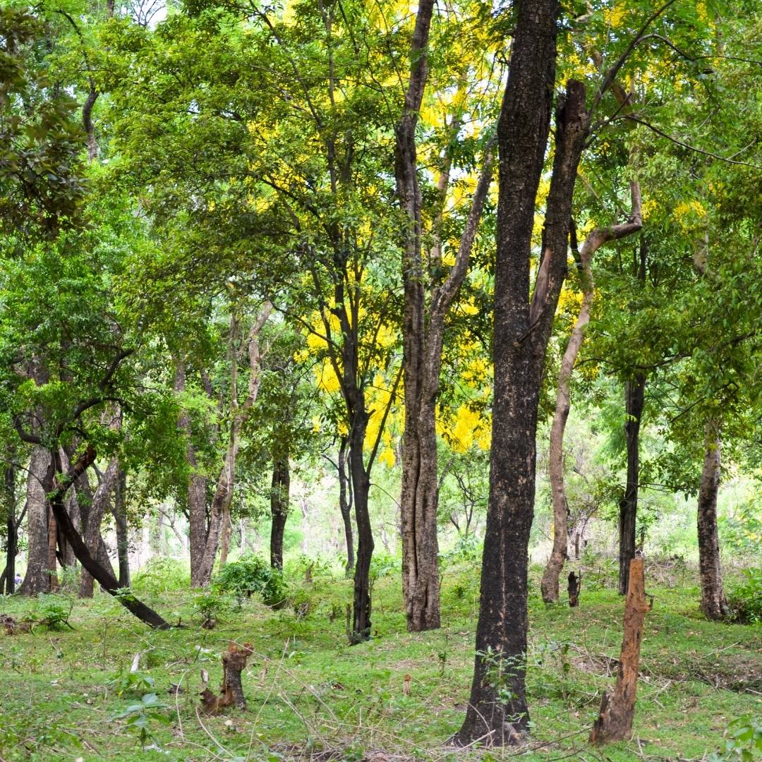 Mysore Sandalwood Fragrance Oil