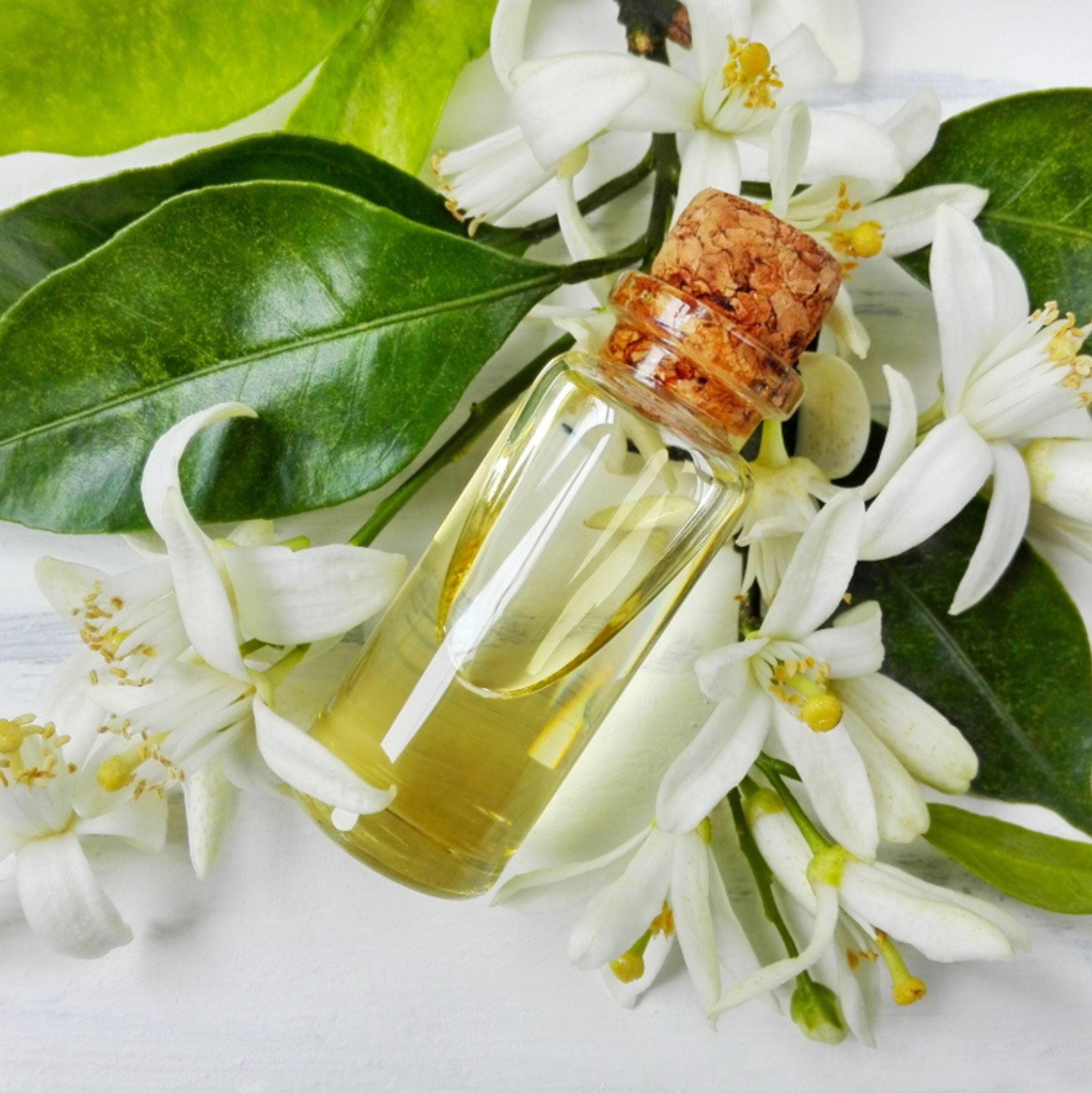 Neroli Essential Oil Dilution