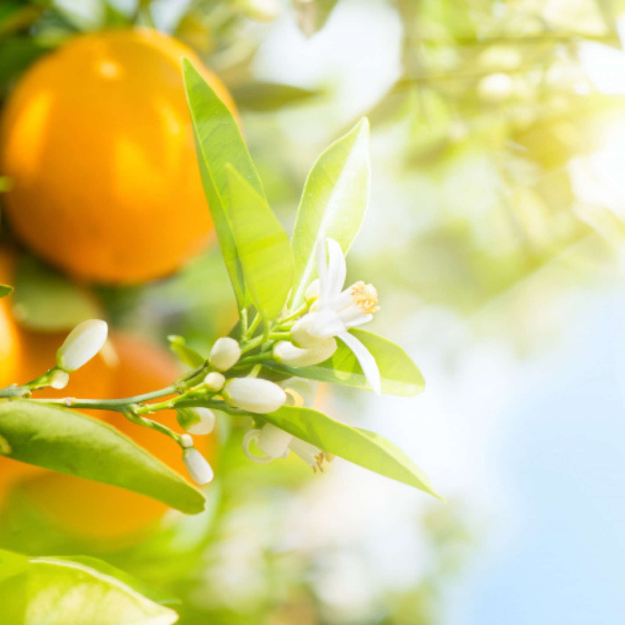 Orange Blossom kosmetisches Duftöl