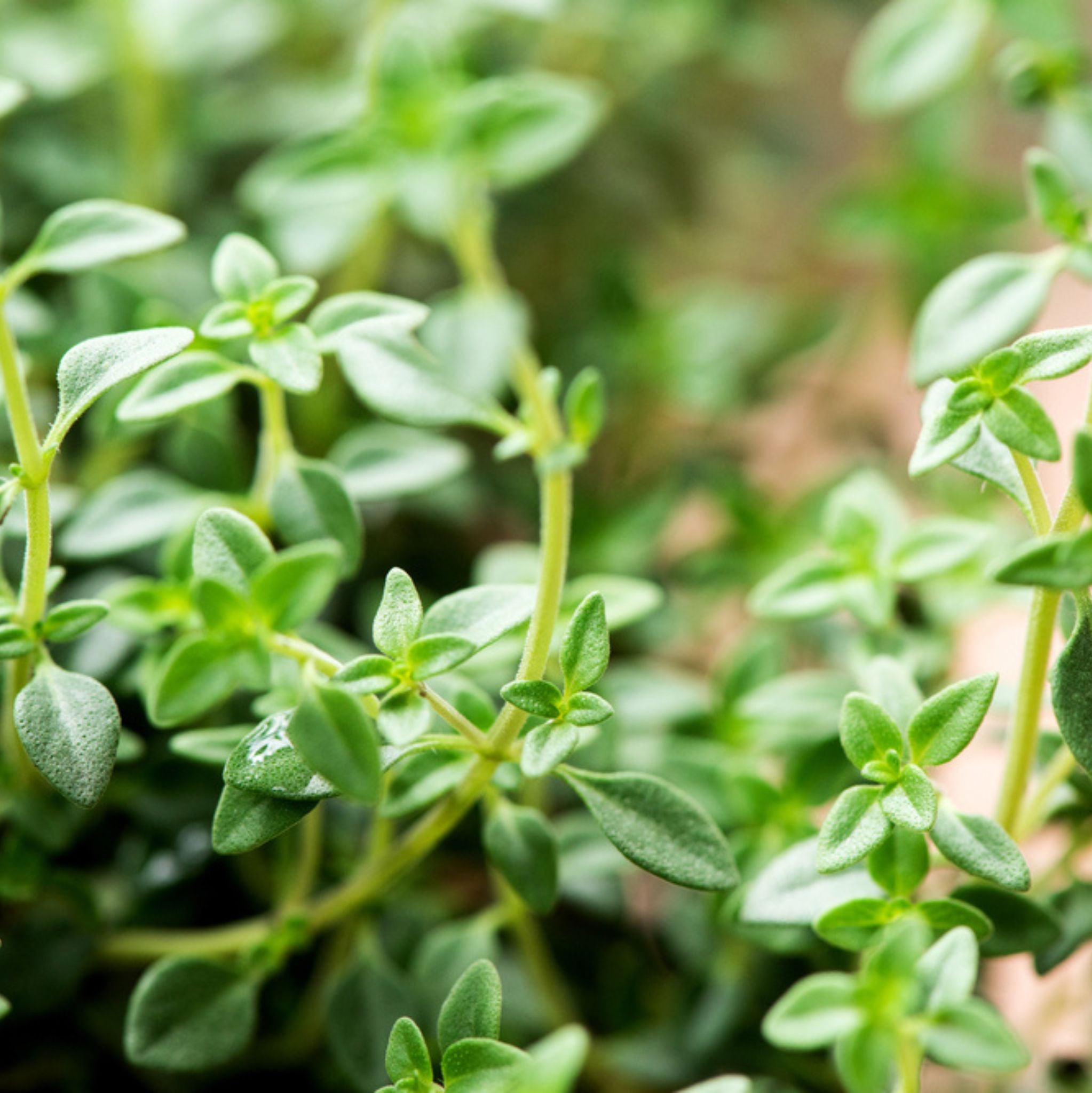 Thyme White Essential Oil