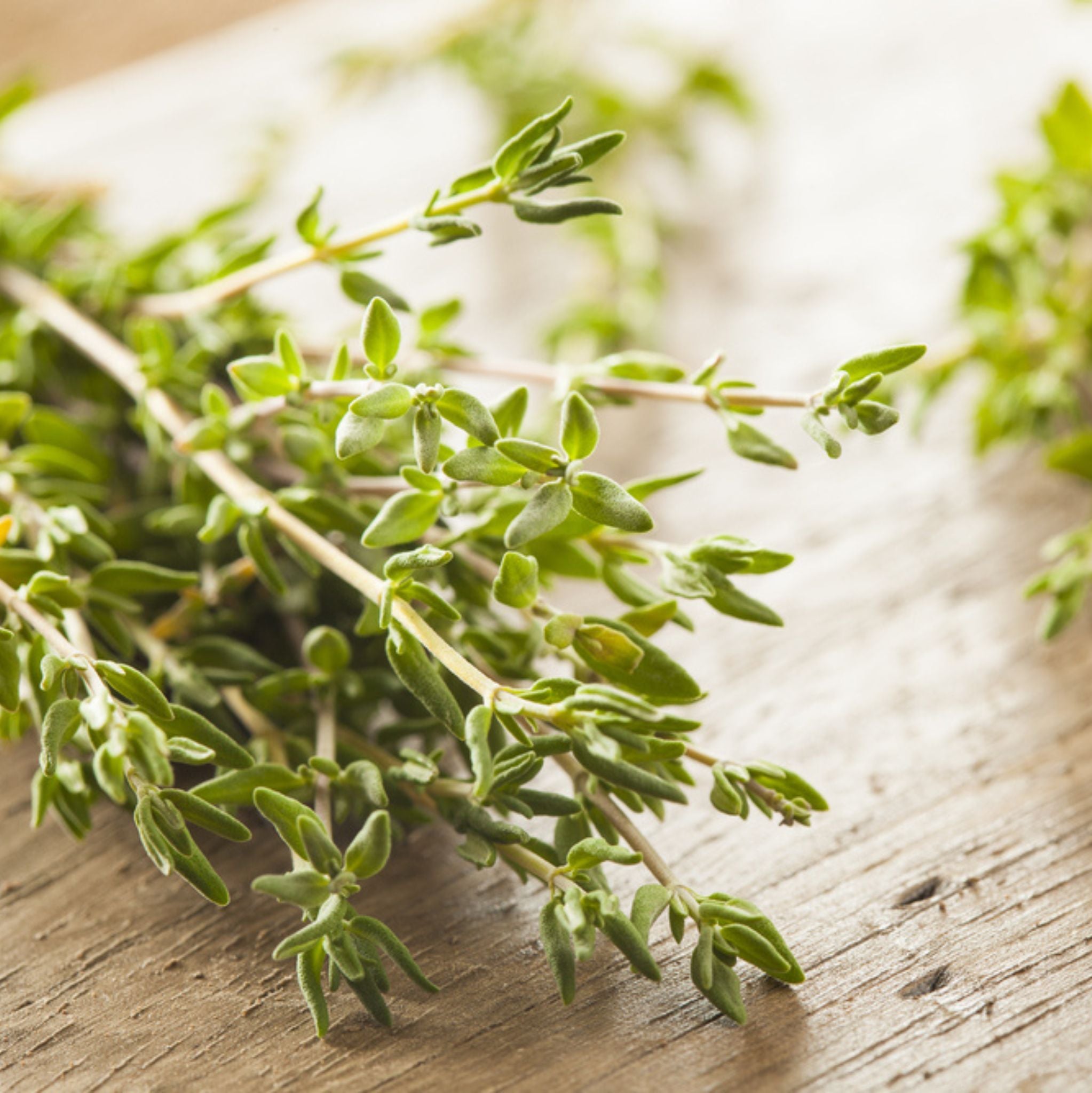 Thyme Powder