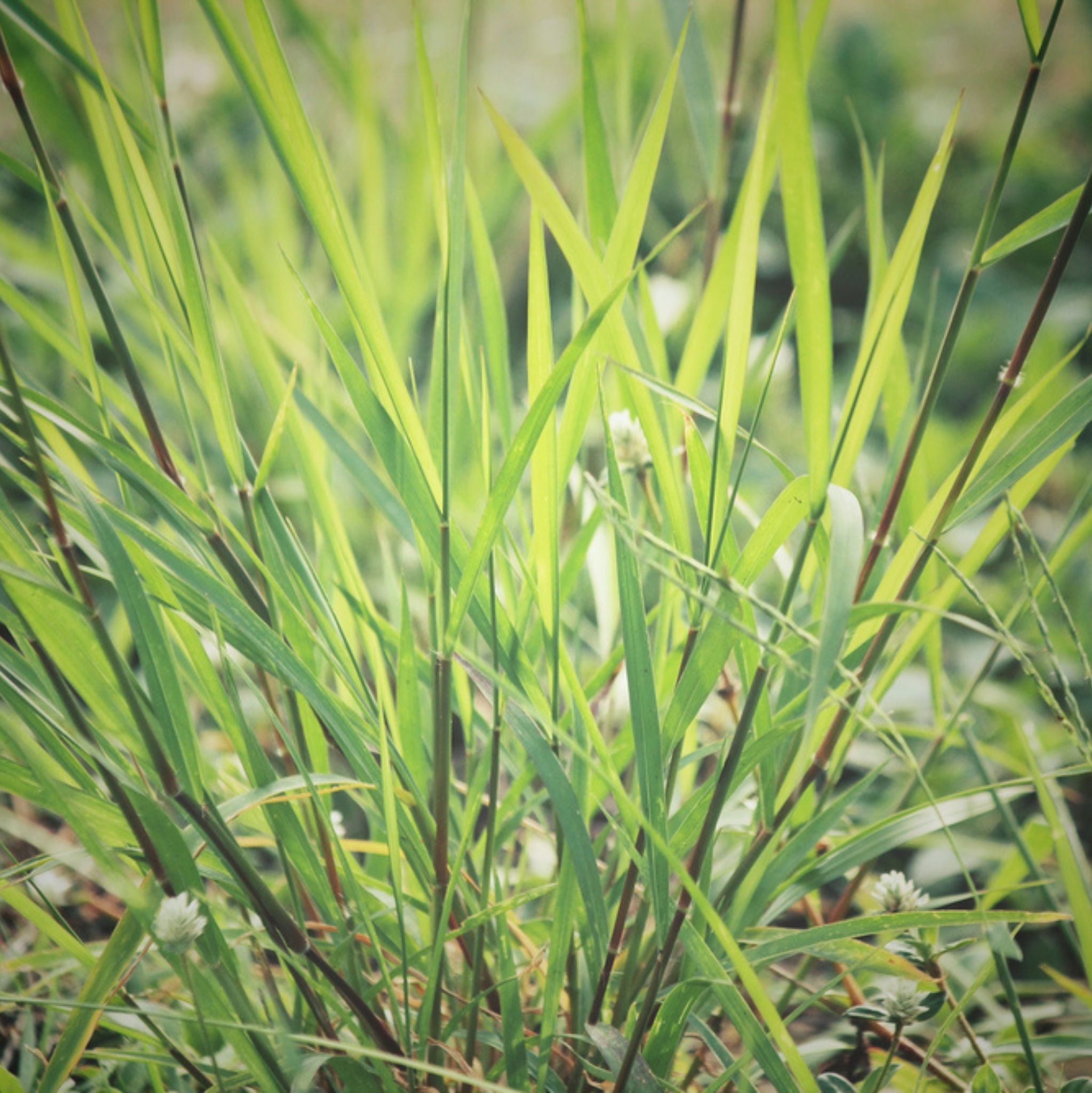 Vetiver 10 ml, ätherisches Öl