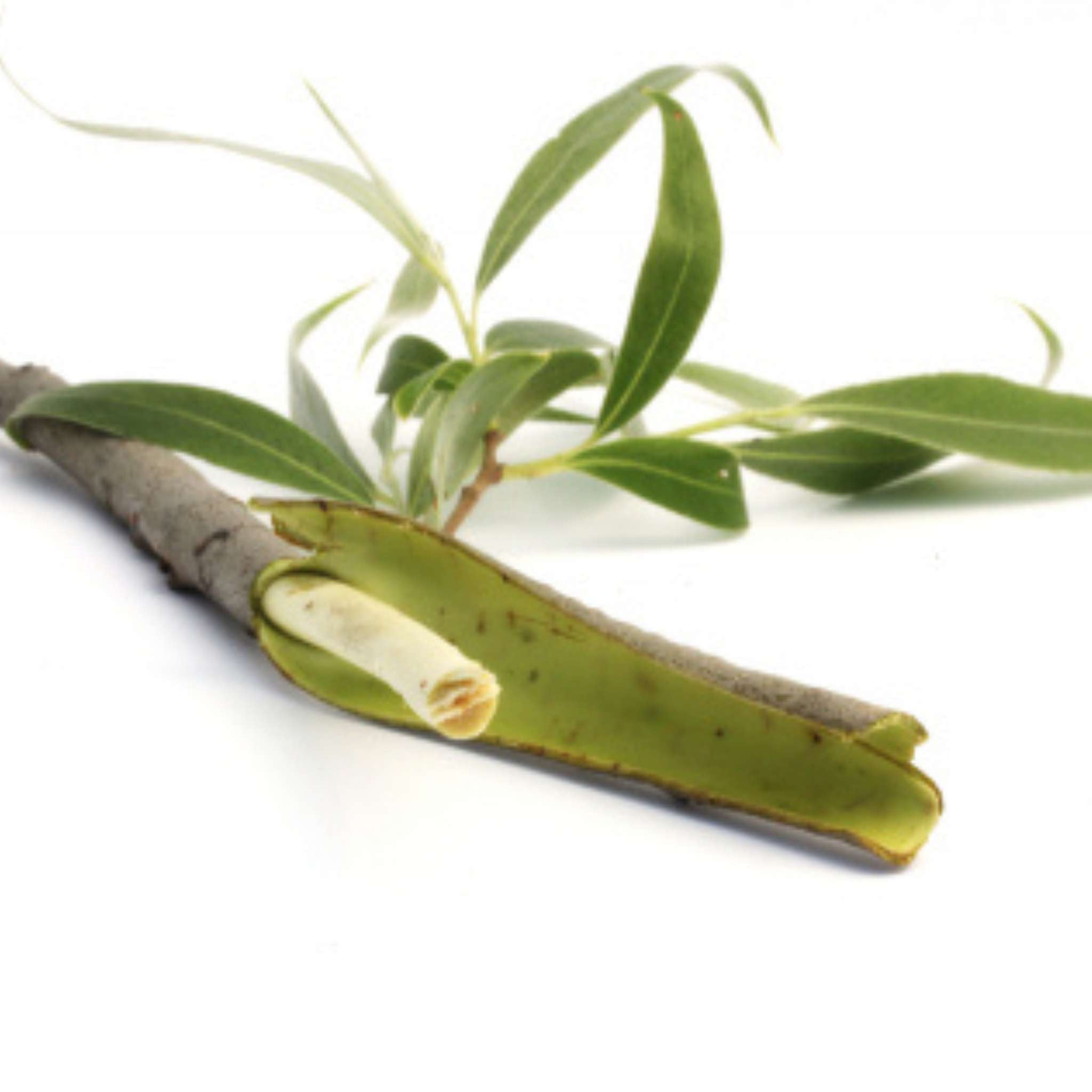 Weidenrinde Pulver  50 g