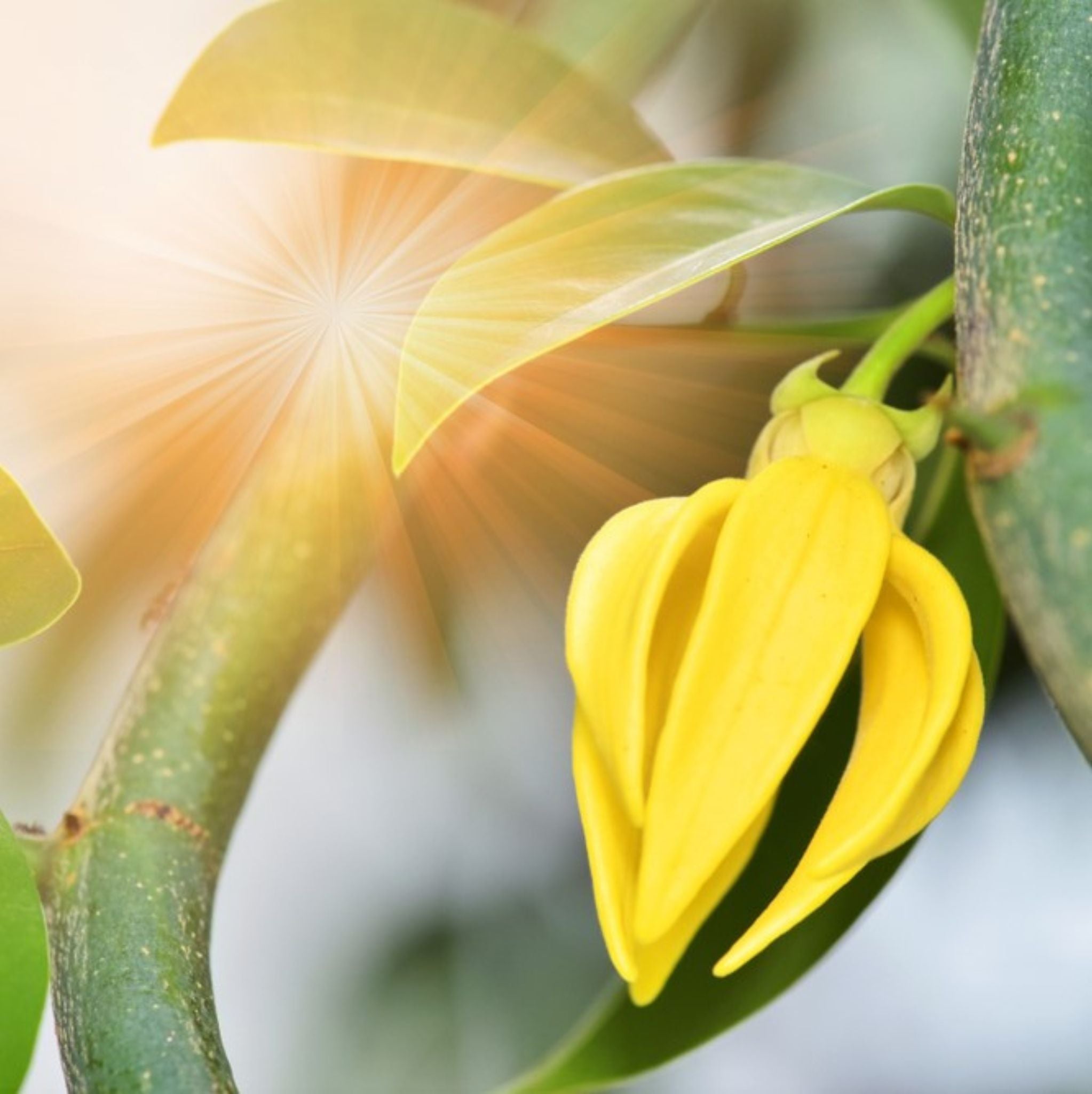 Ylang Ylang Extra *BIO 10 ml, ätherisches Öl - Main Image