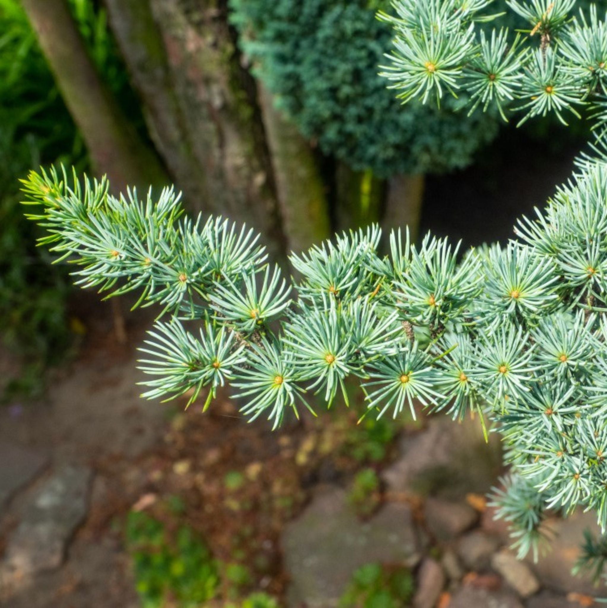 Zedernholz *BIO 10 ml, ätherisches Öl