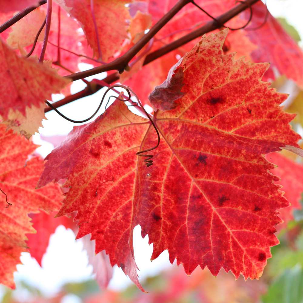 Kühlendes Bein-Gel mit Rotem Weinlaub