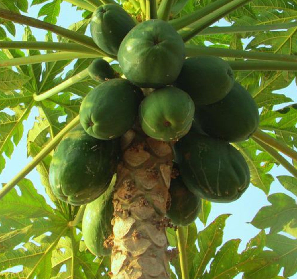 Papaya Extrakt