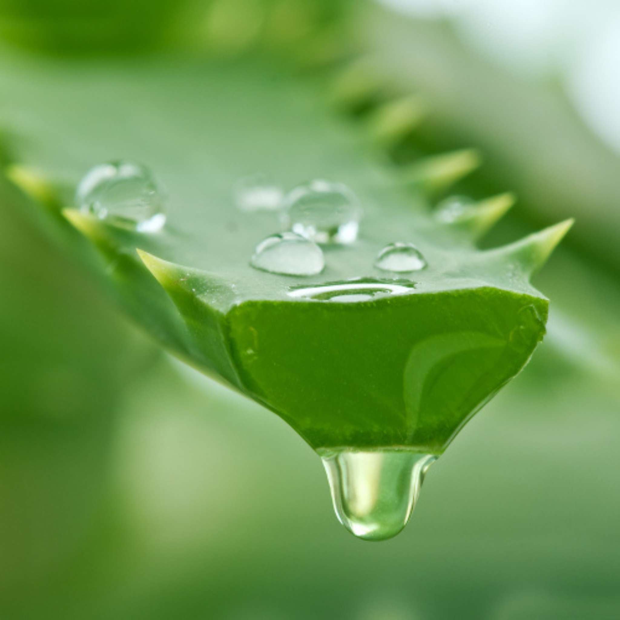 Aloe Vera Gel purum 1:1 - MHD 3/26